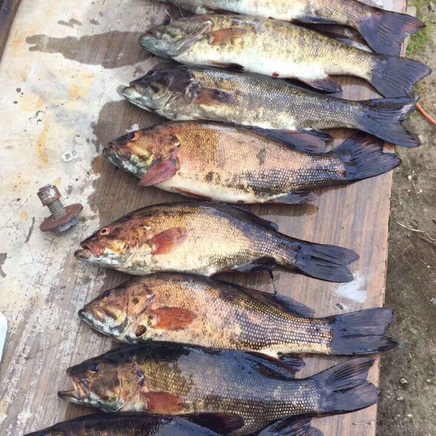 recently logged catches