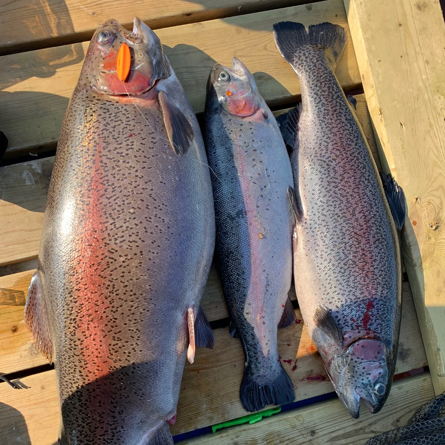 recently logged catches