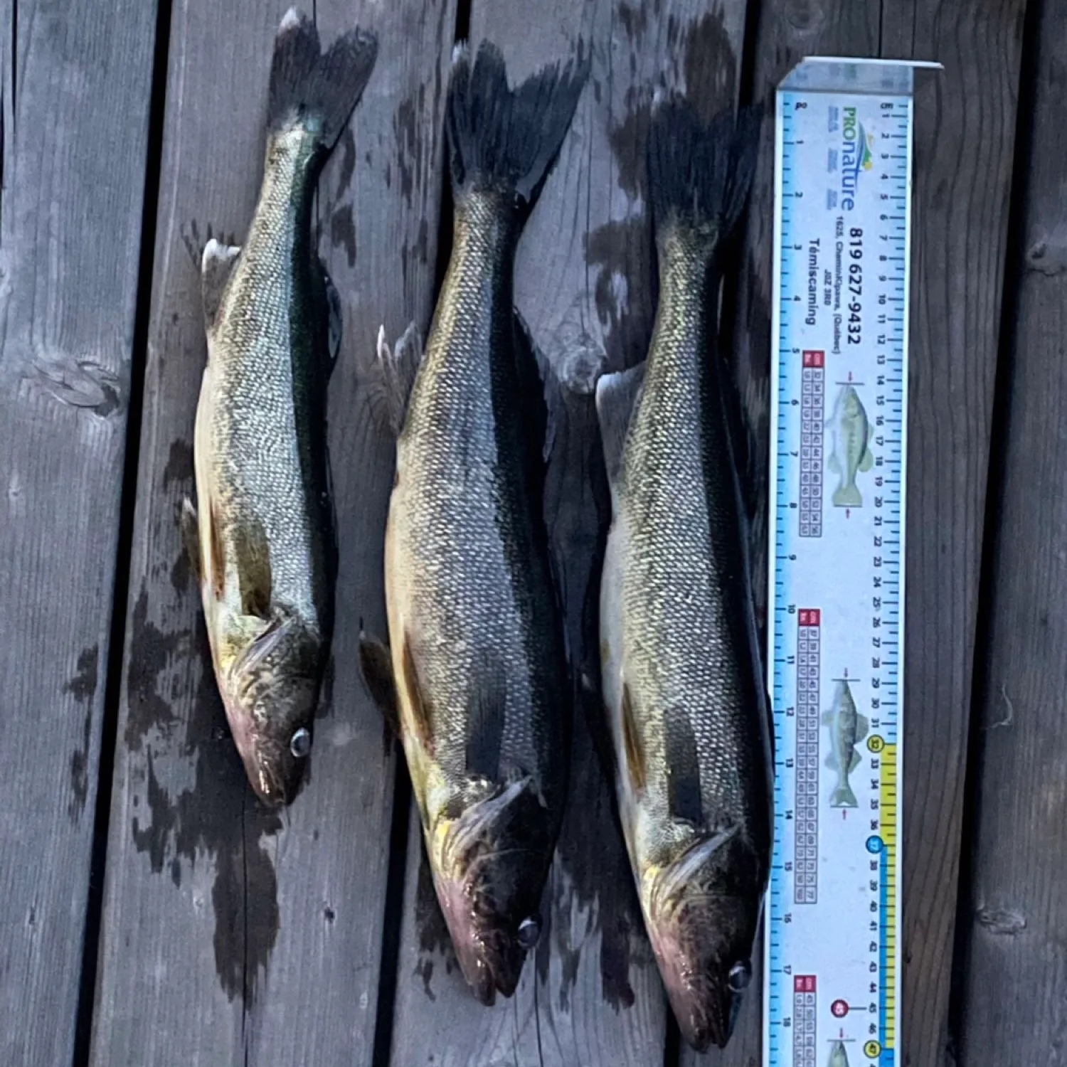 recently logged catches