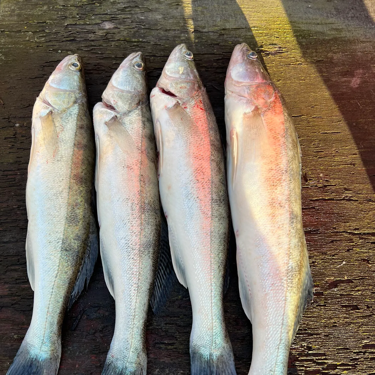 recently logged catches