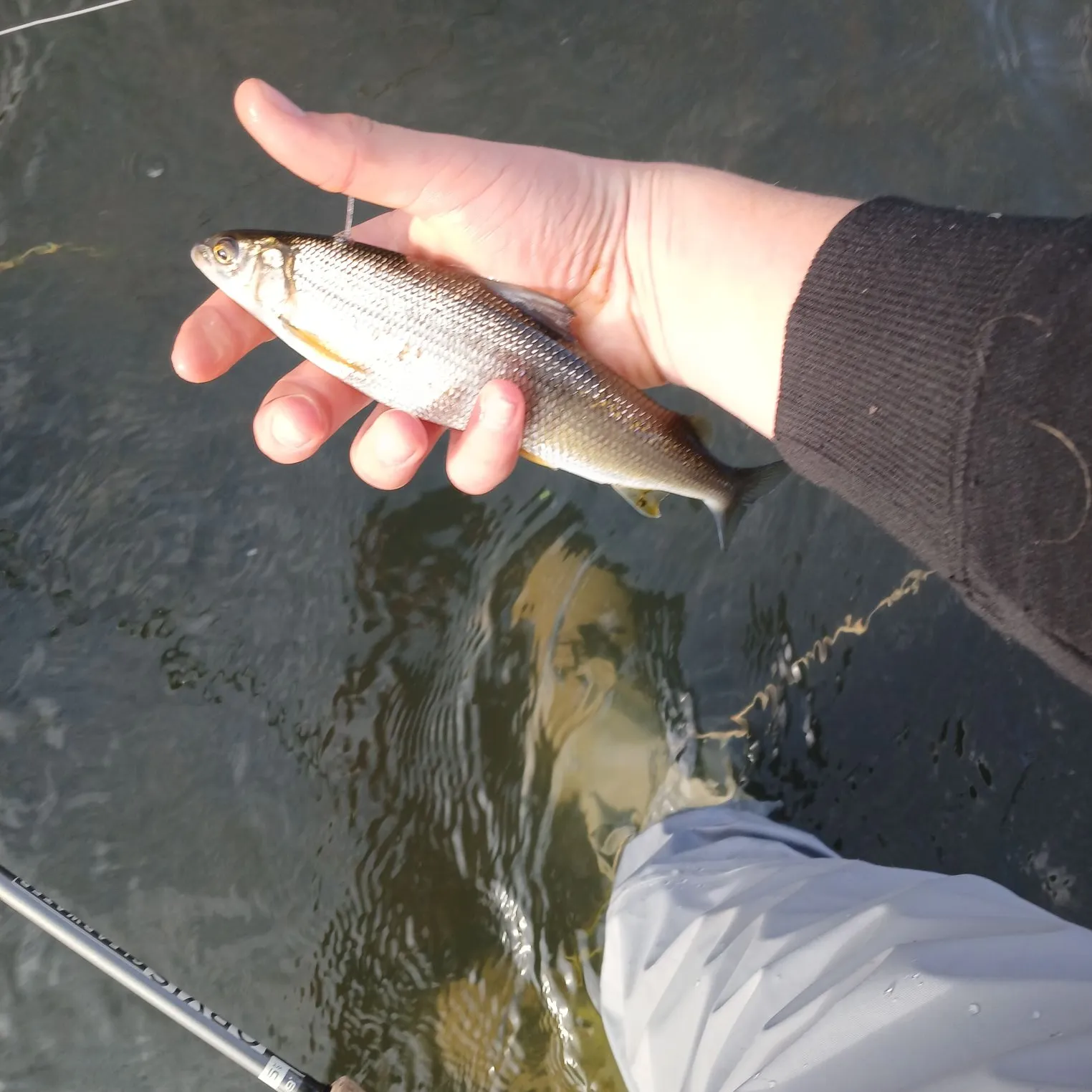 The most popular recent Lake whitefish catch on Fishbrain