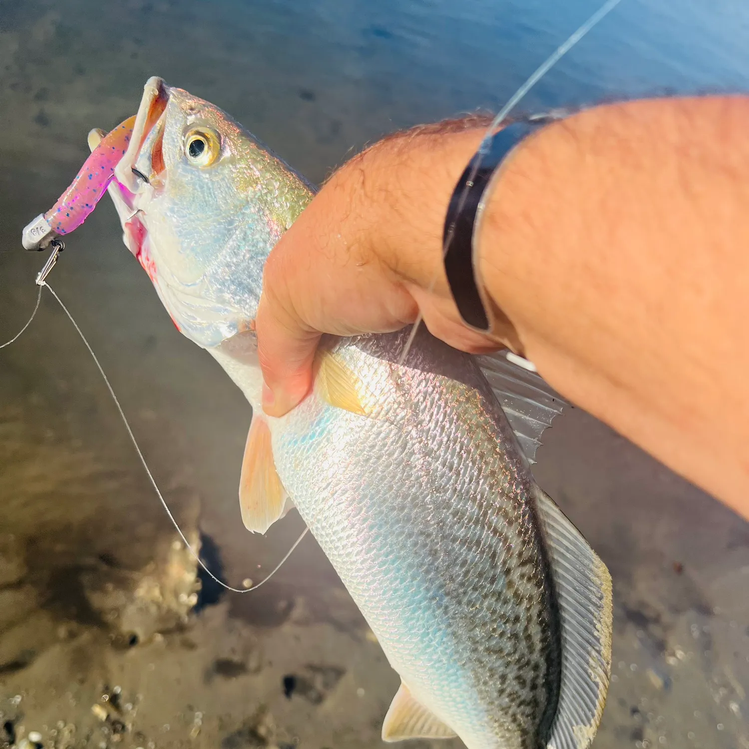 The most popular recent Gray weakfish catch on Fishbrain