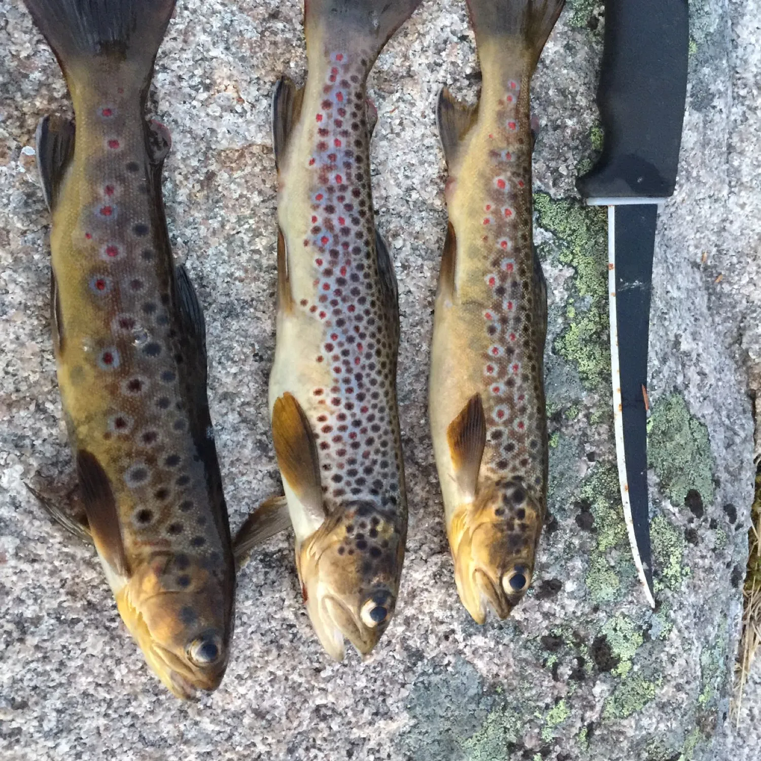 recently logged catches