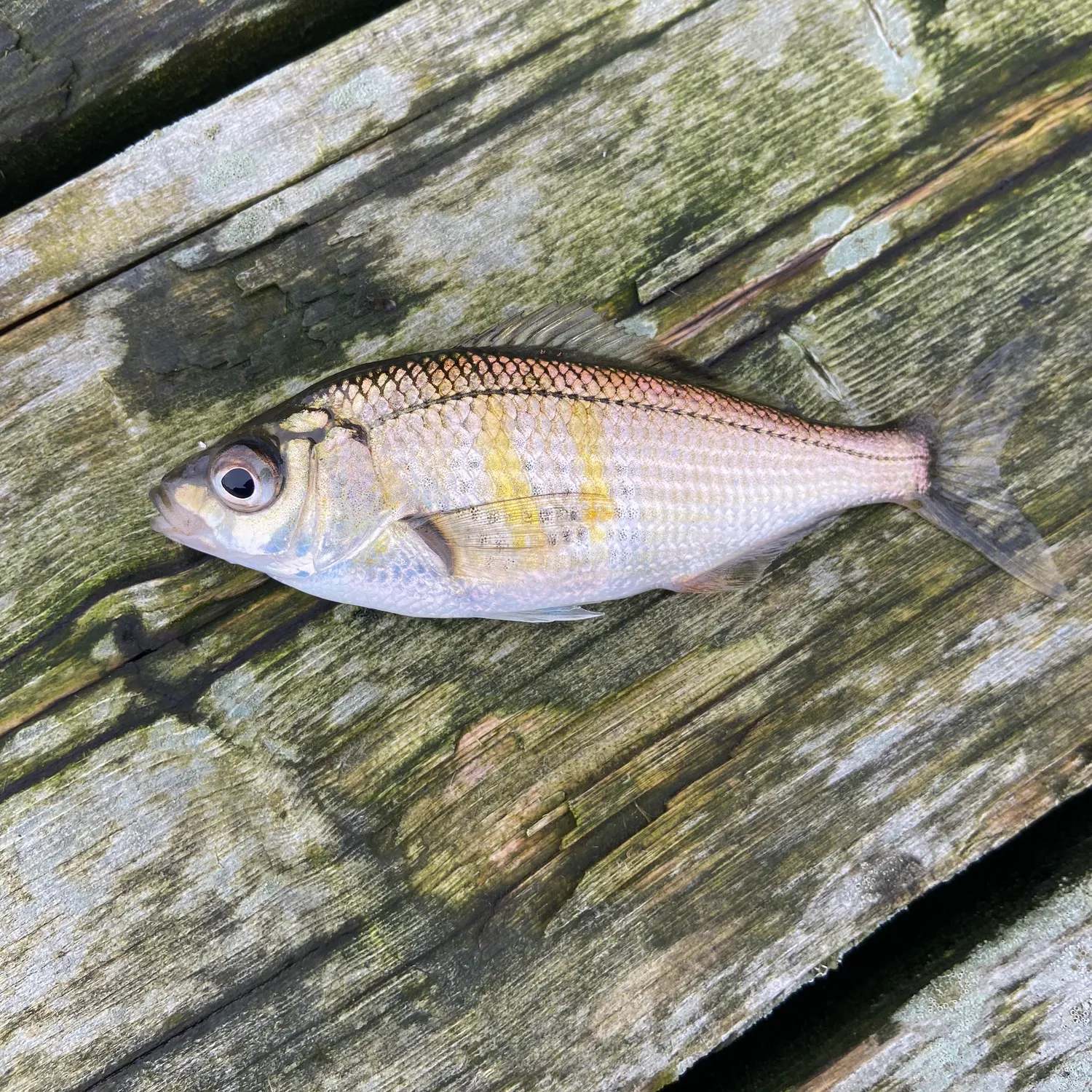 The most popular recent Shiner perch catch on Fishbrain