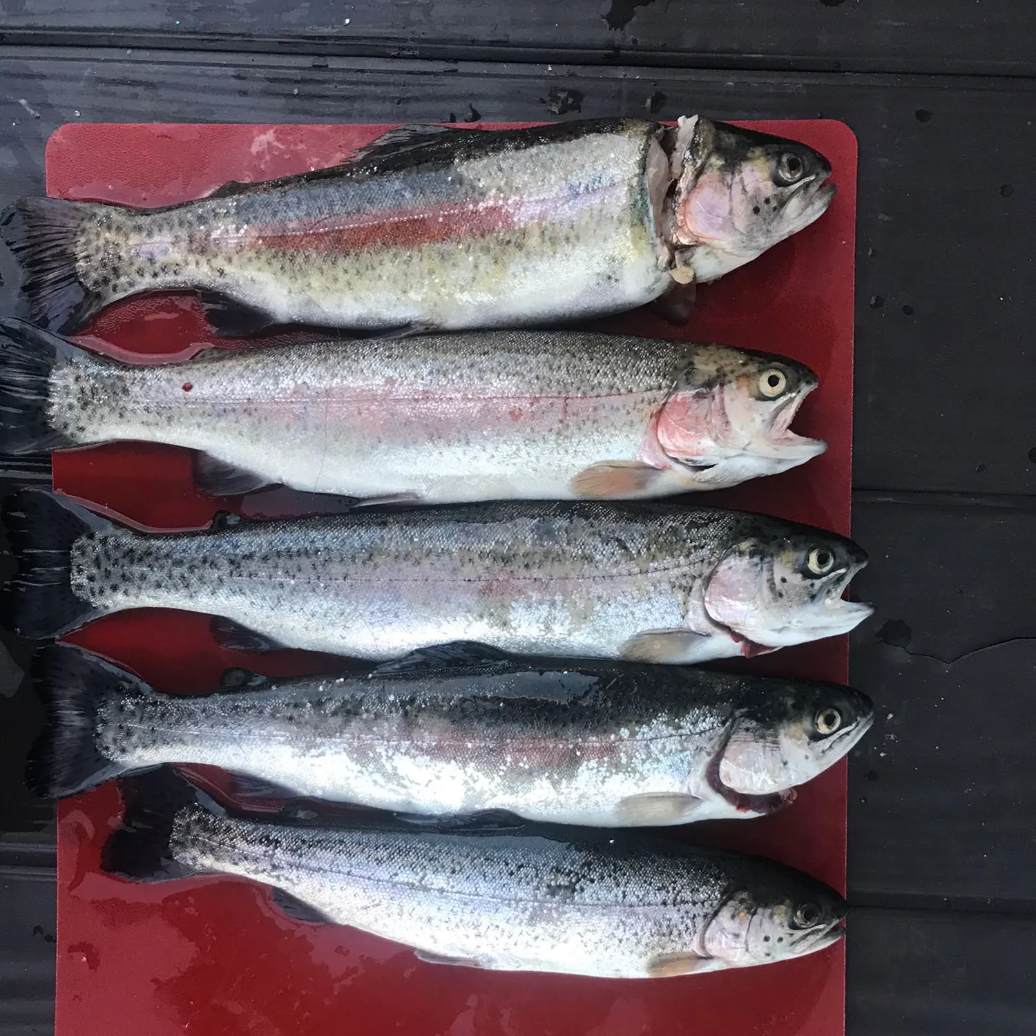 recently logged catches