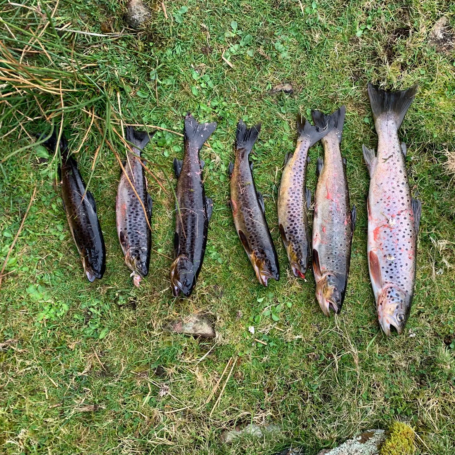 recently logged catches