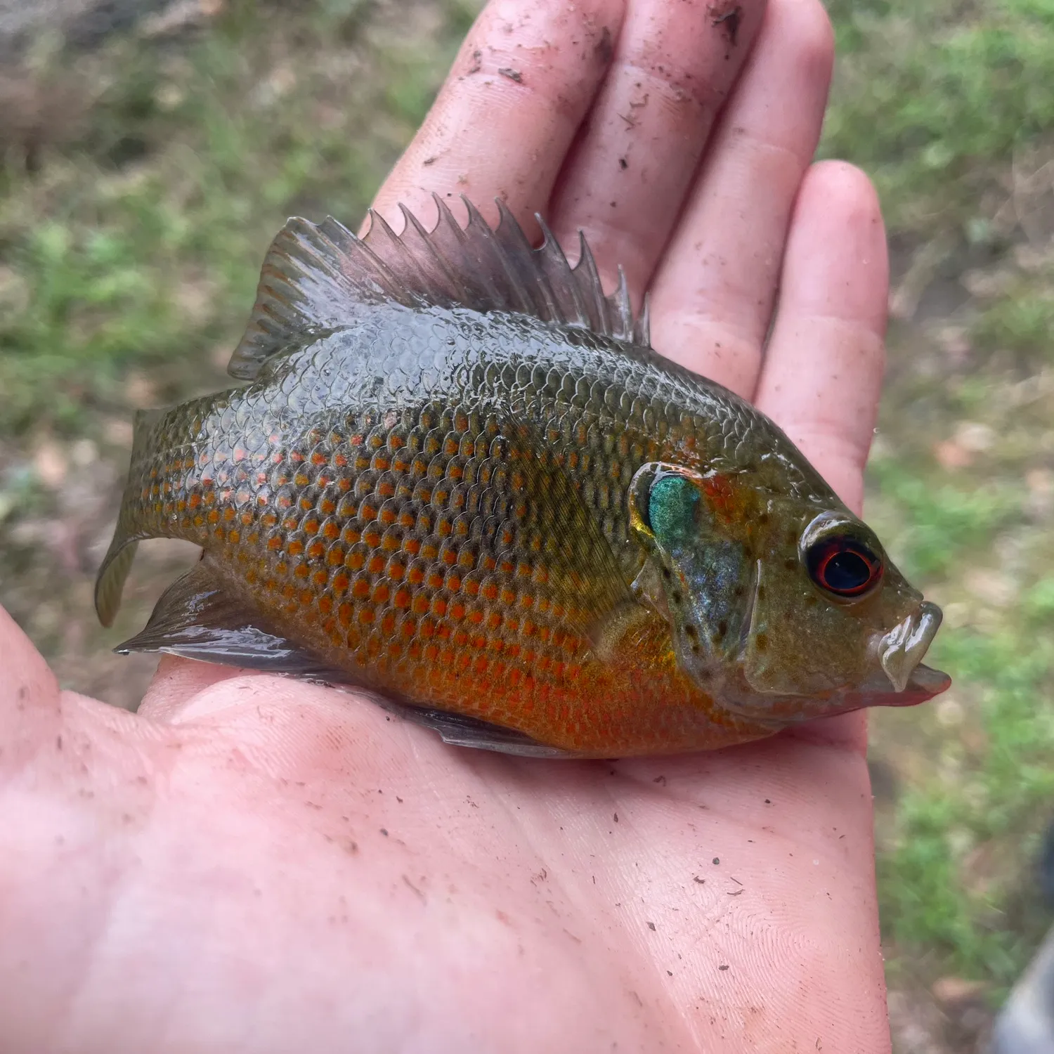 The most popular recent Warmouth x bluegill catch on Fishbrain