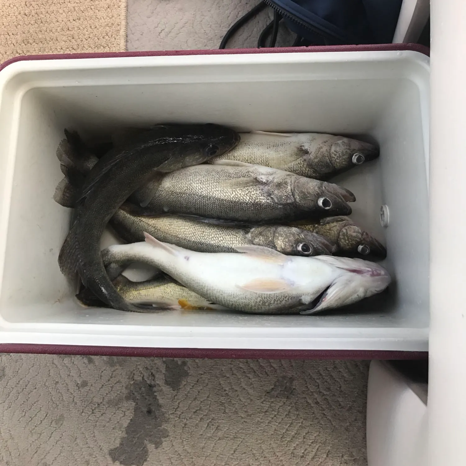 recently logged catches