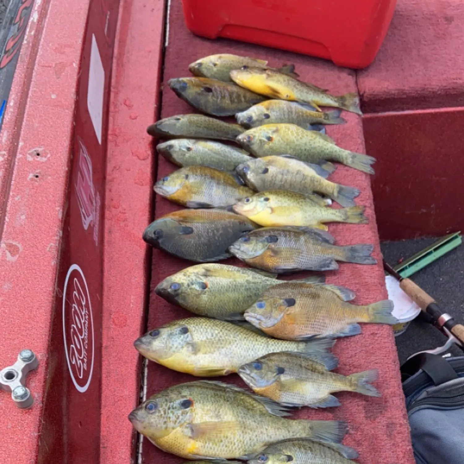 recently logged catches