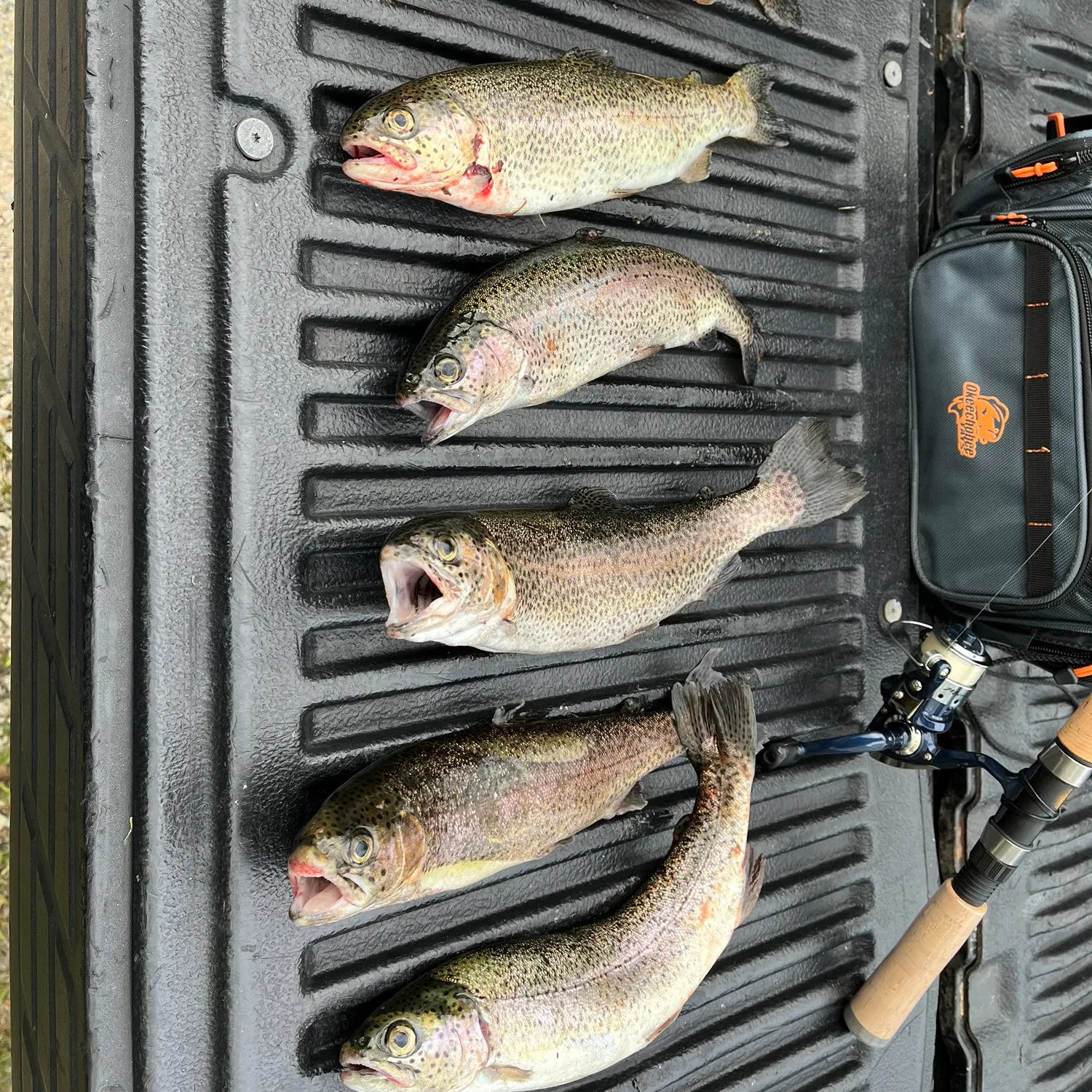 recently logged catches