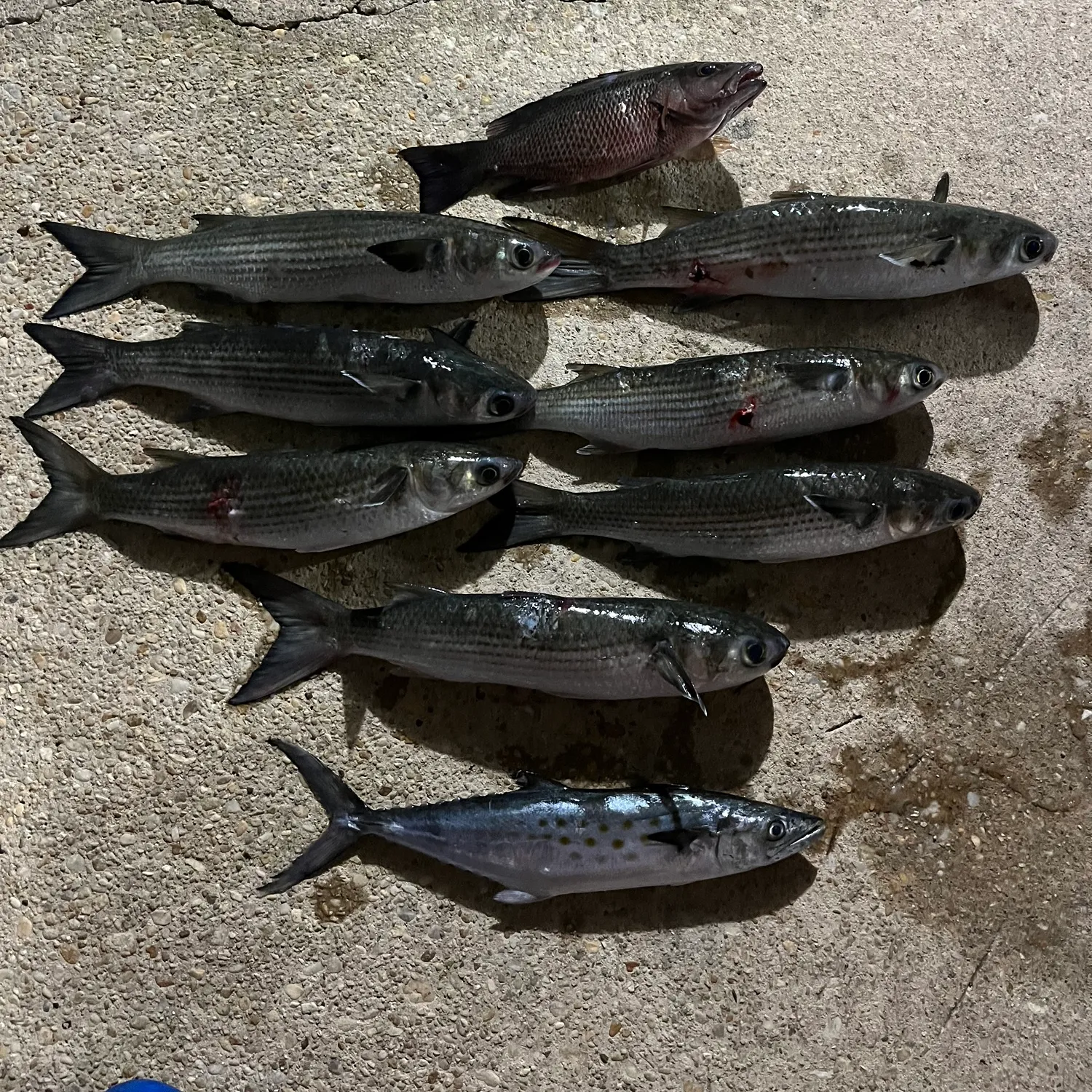 recently logged catches