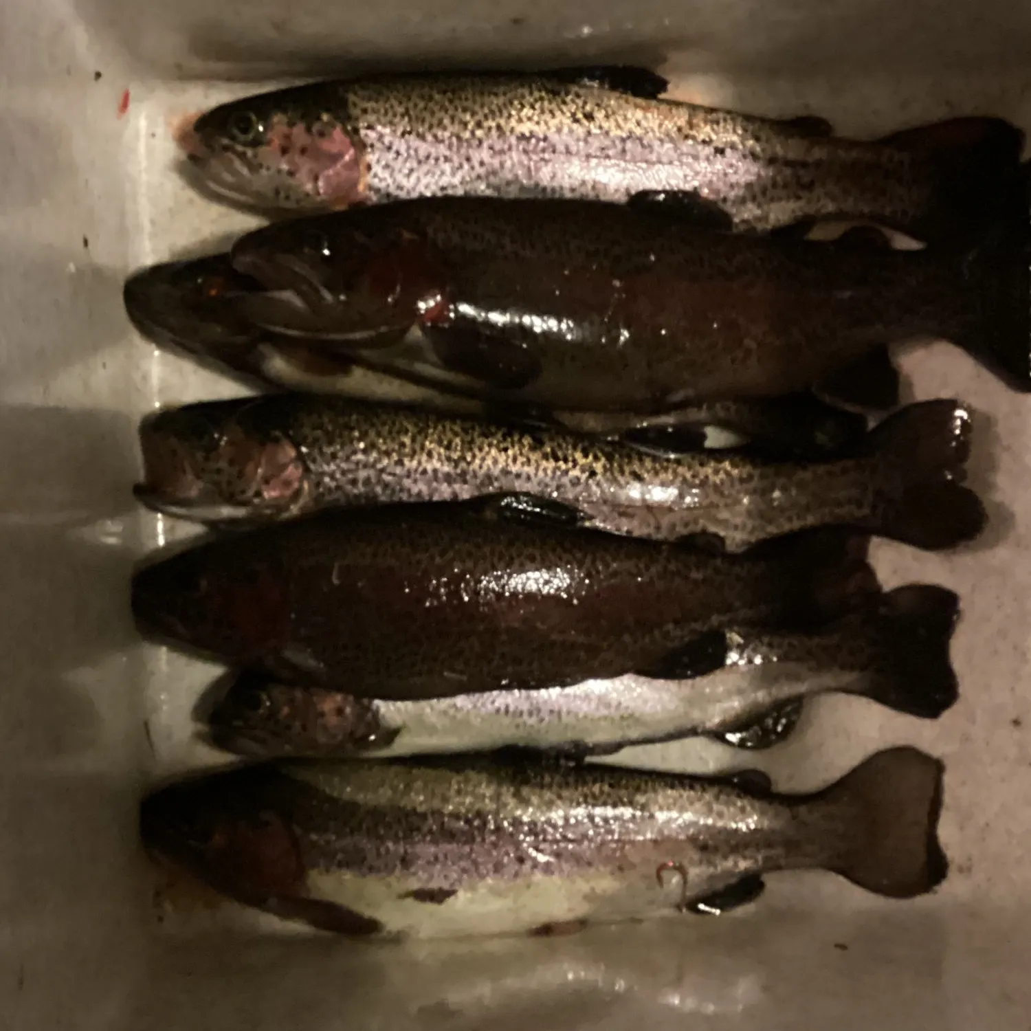 recently logged catches