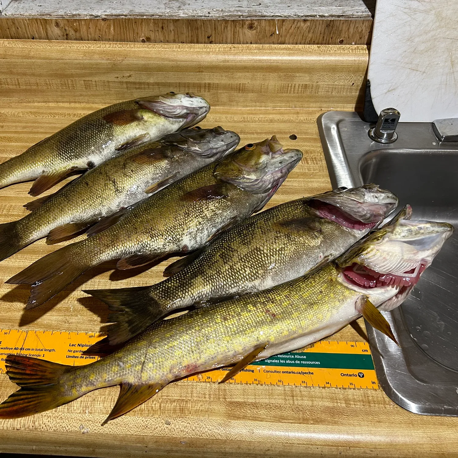 recently logged catches