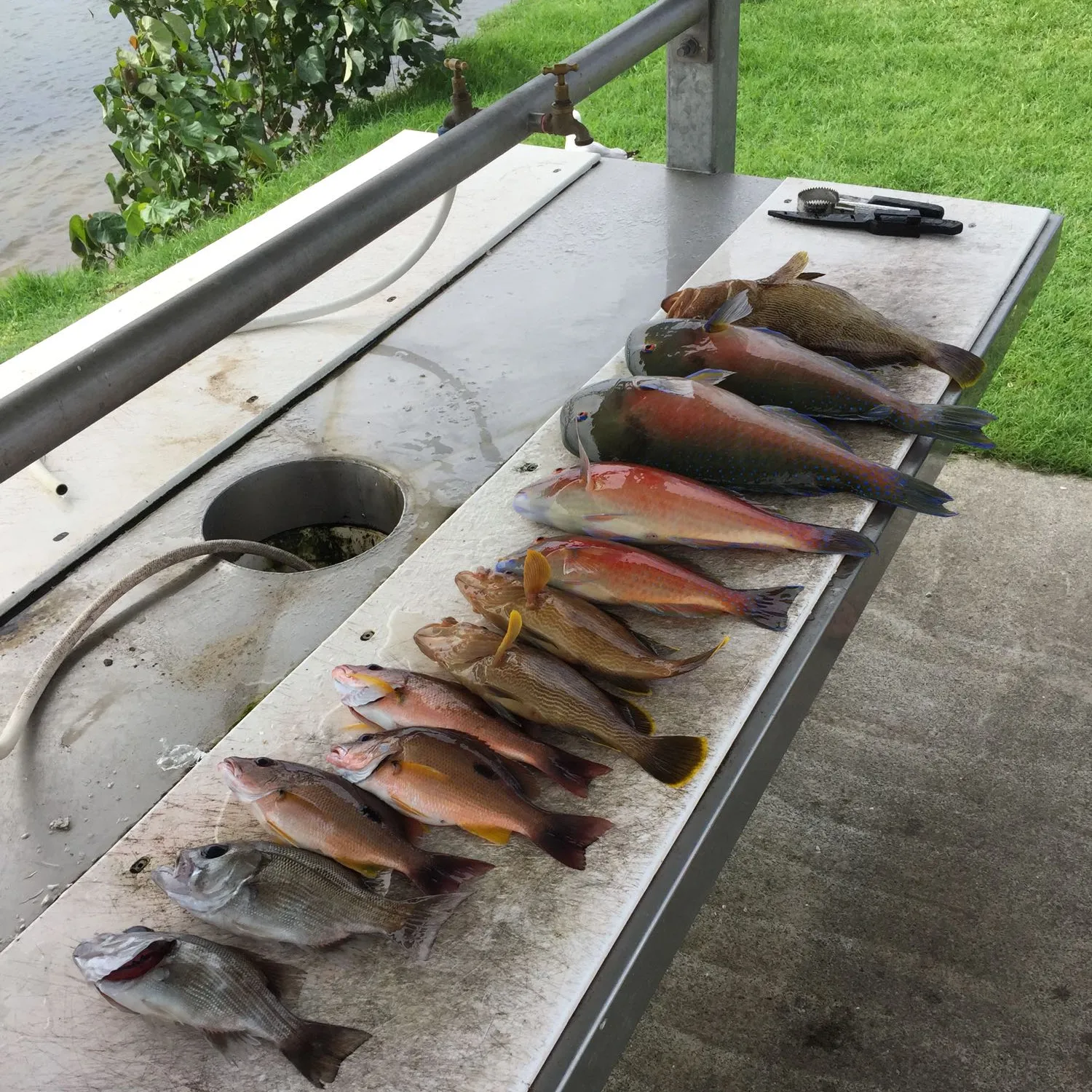 recently logged catches