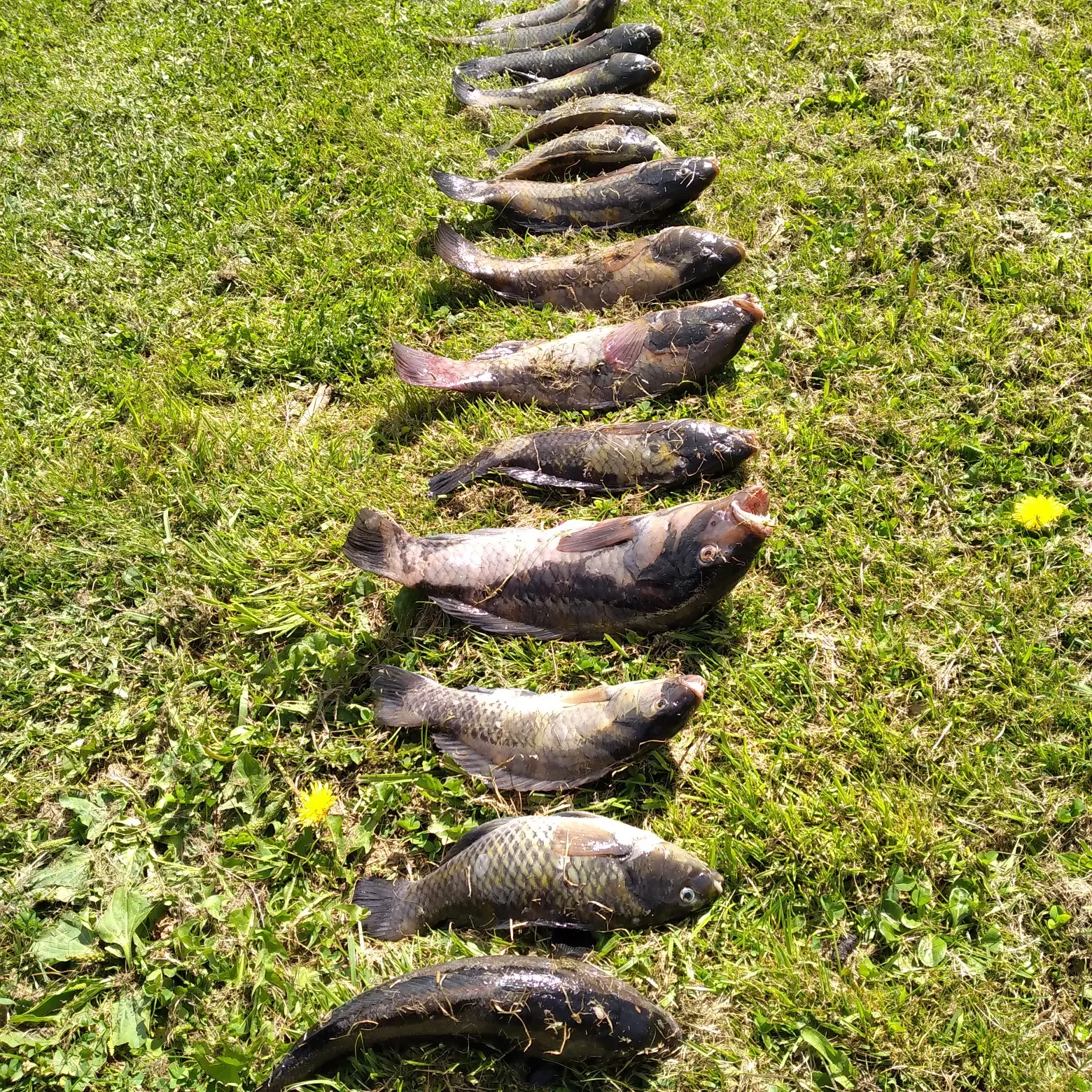 recently logged catches