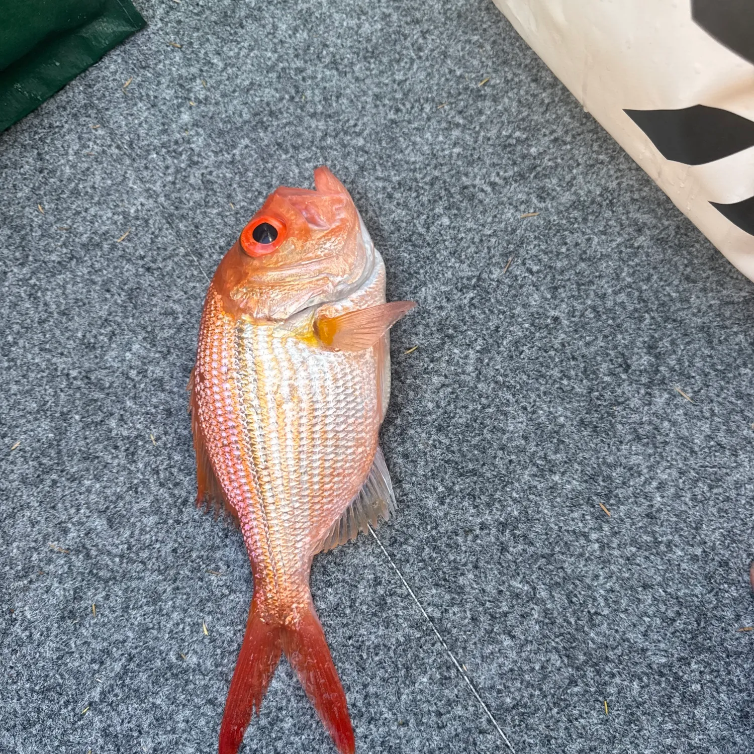 The most popular recent Malabar blood snapper catch on Fishbrain