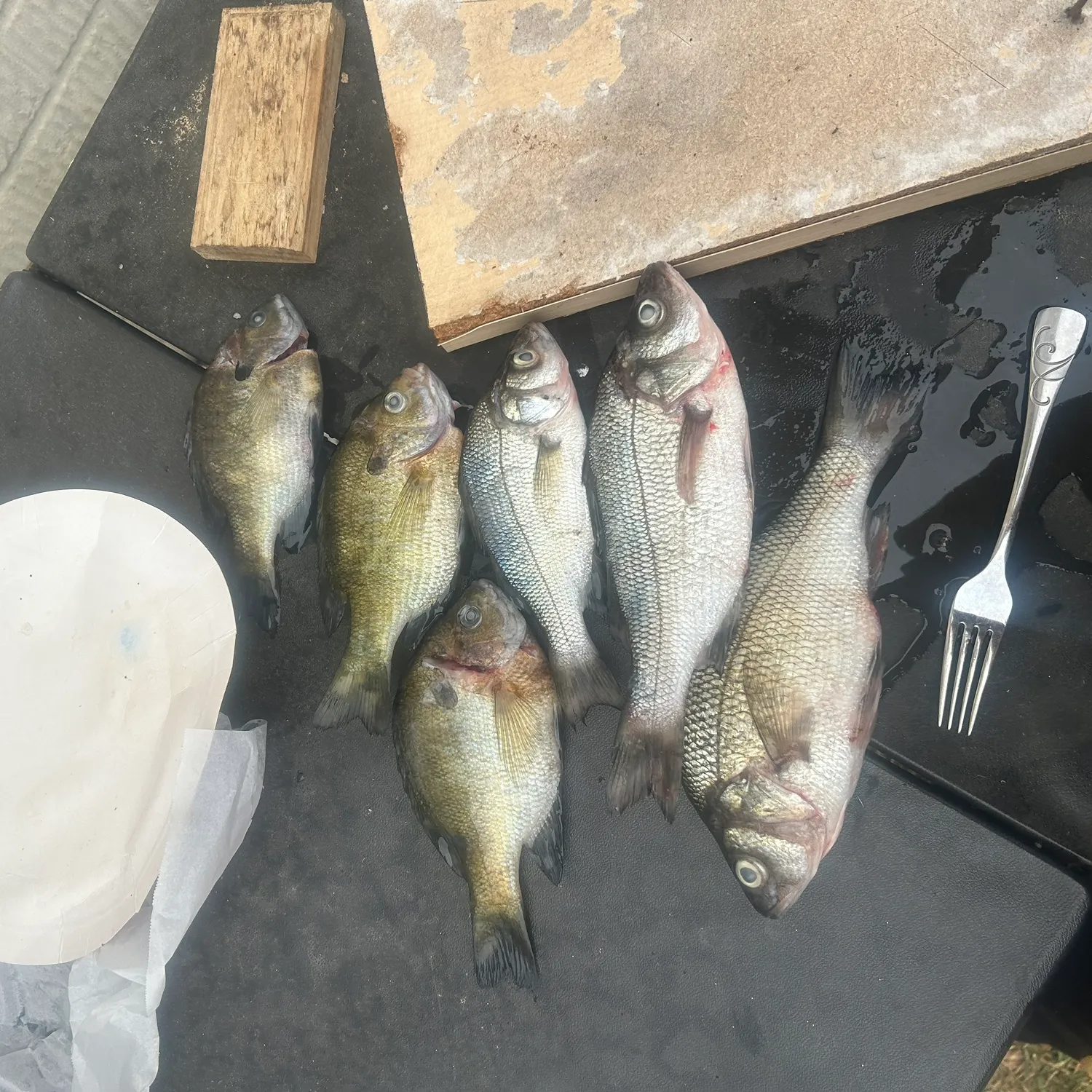 recently logged catches