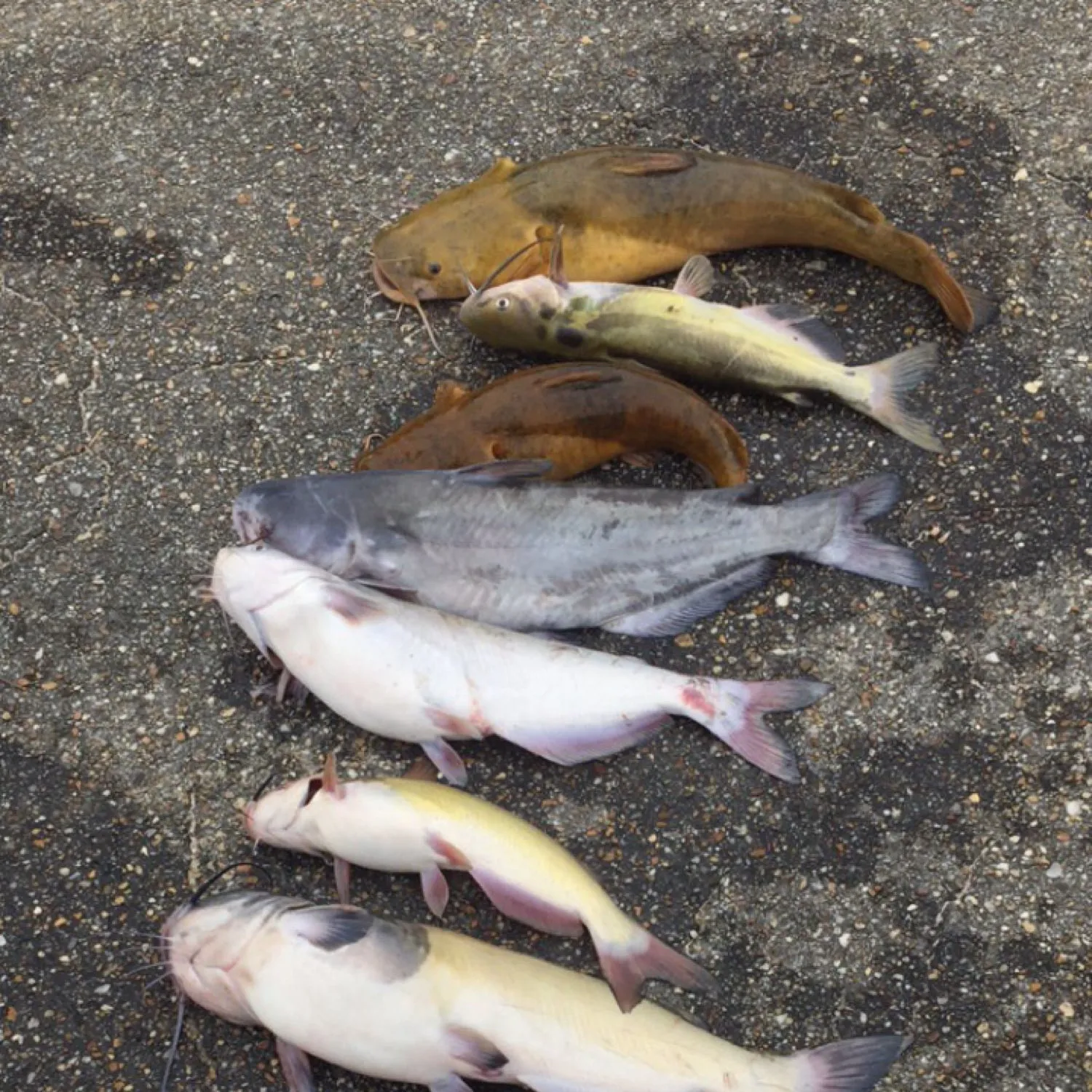 recently logged catches