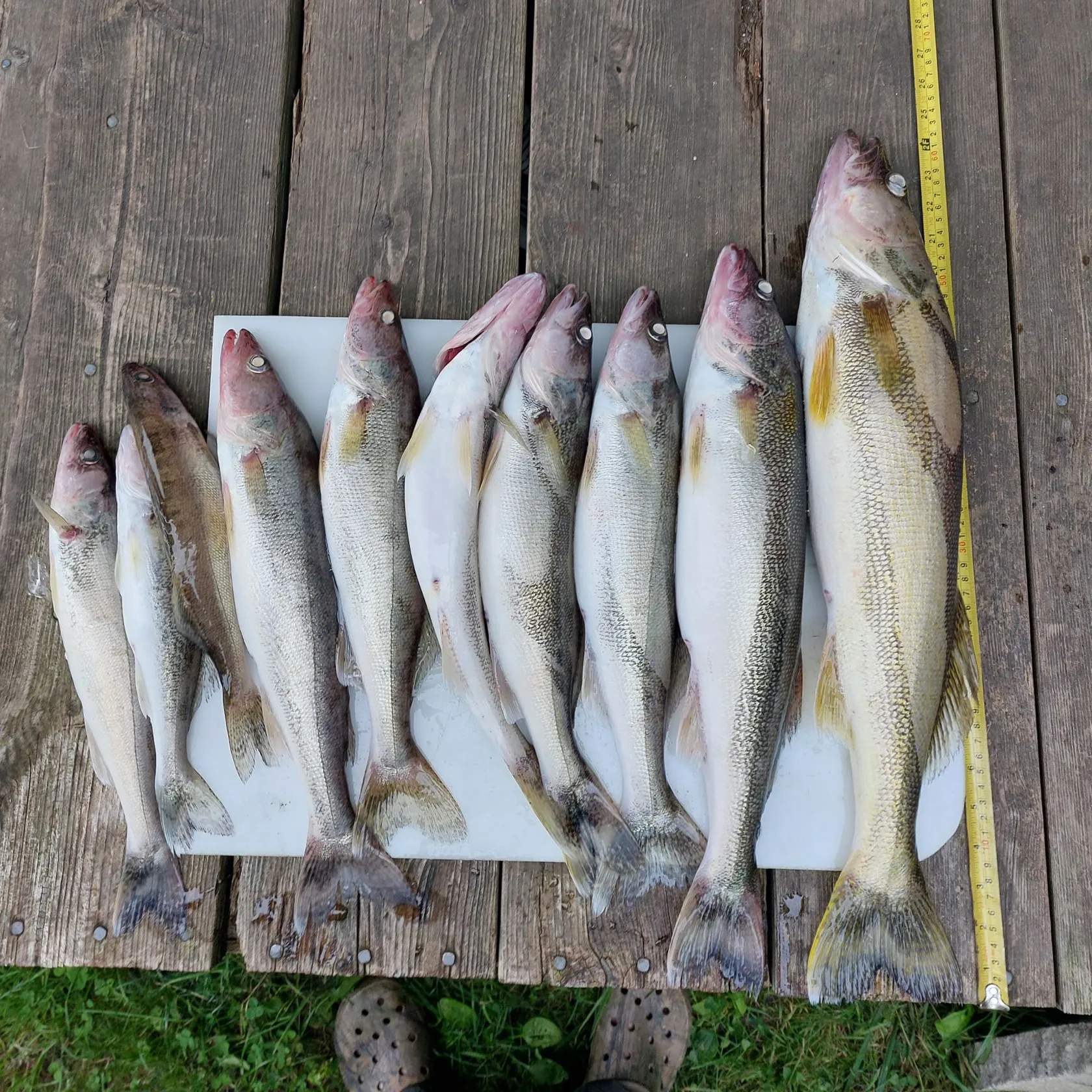 recently logged catches