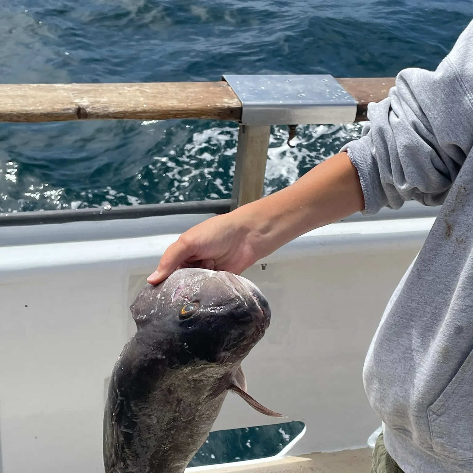 The most popular recent Giant sea bass catch on Fishbrain