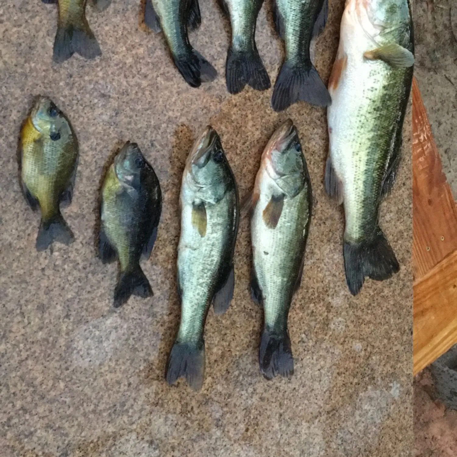 recently logged catches