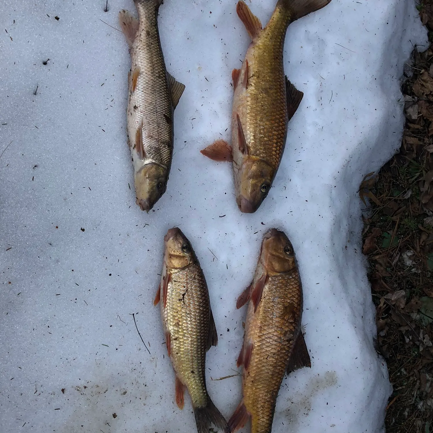 recently logged catches