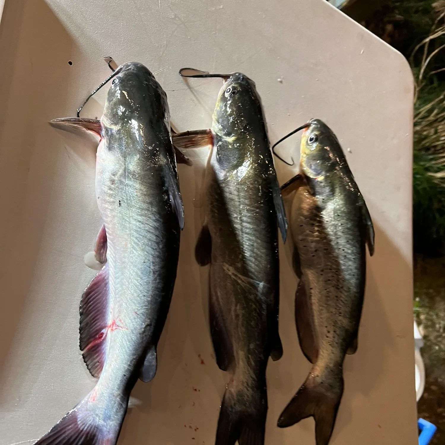 recently logged catches