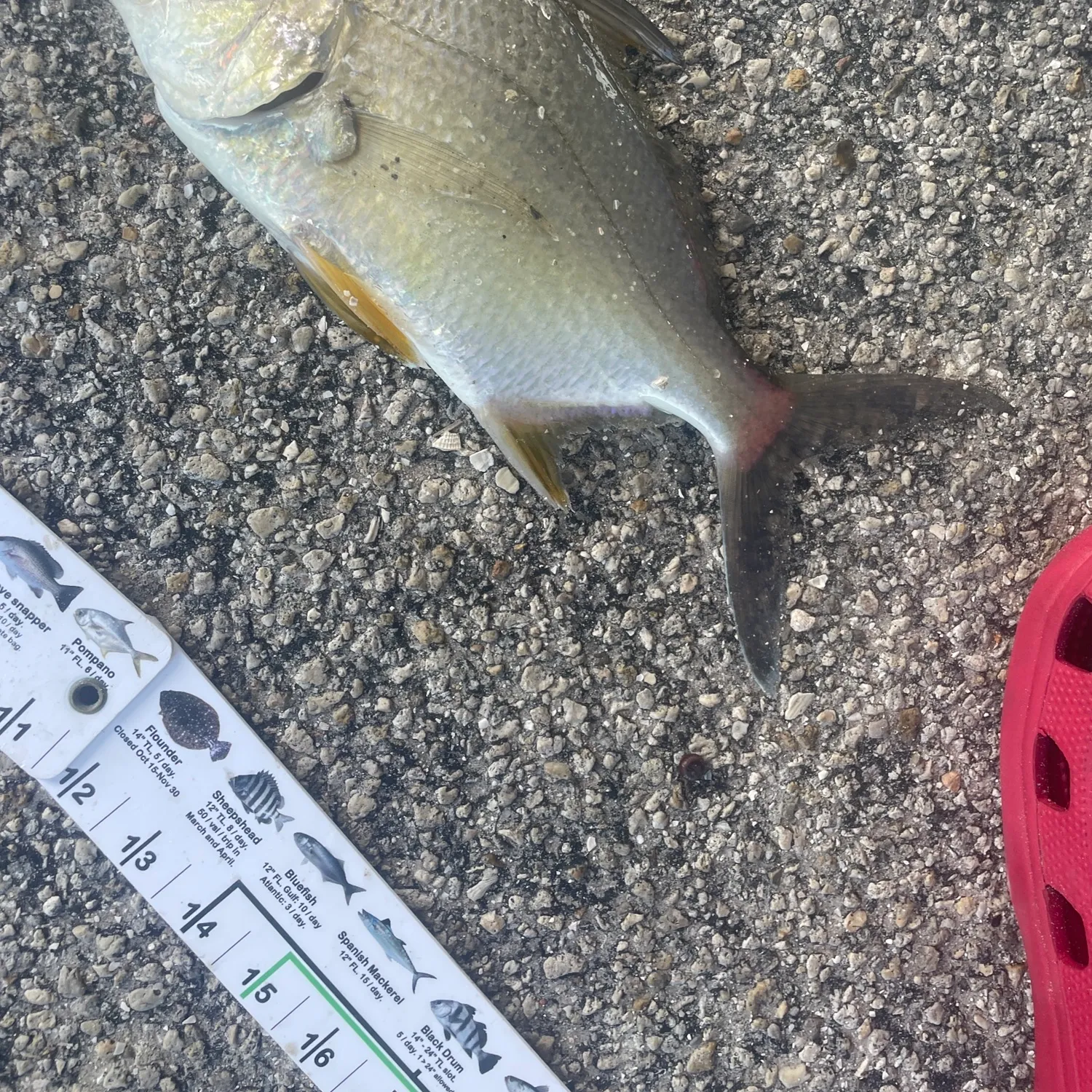 The most popular recent Permit catch on Fishbrain