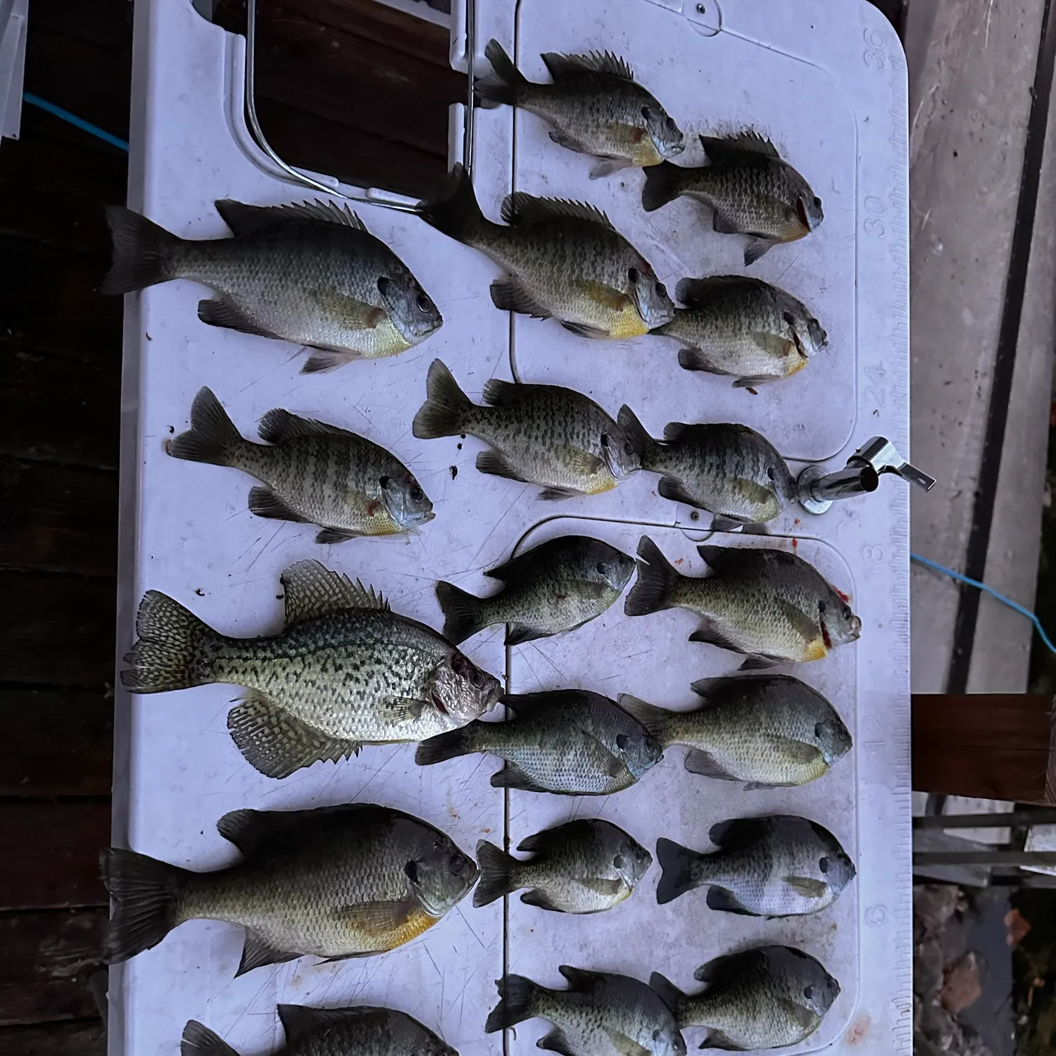 recently logged catches