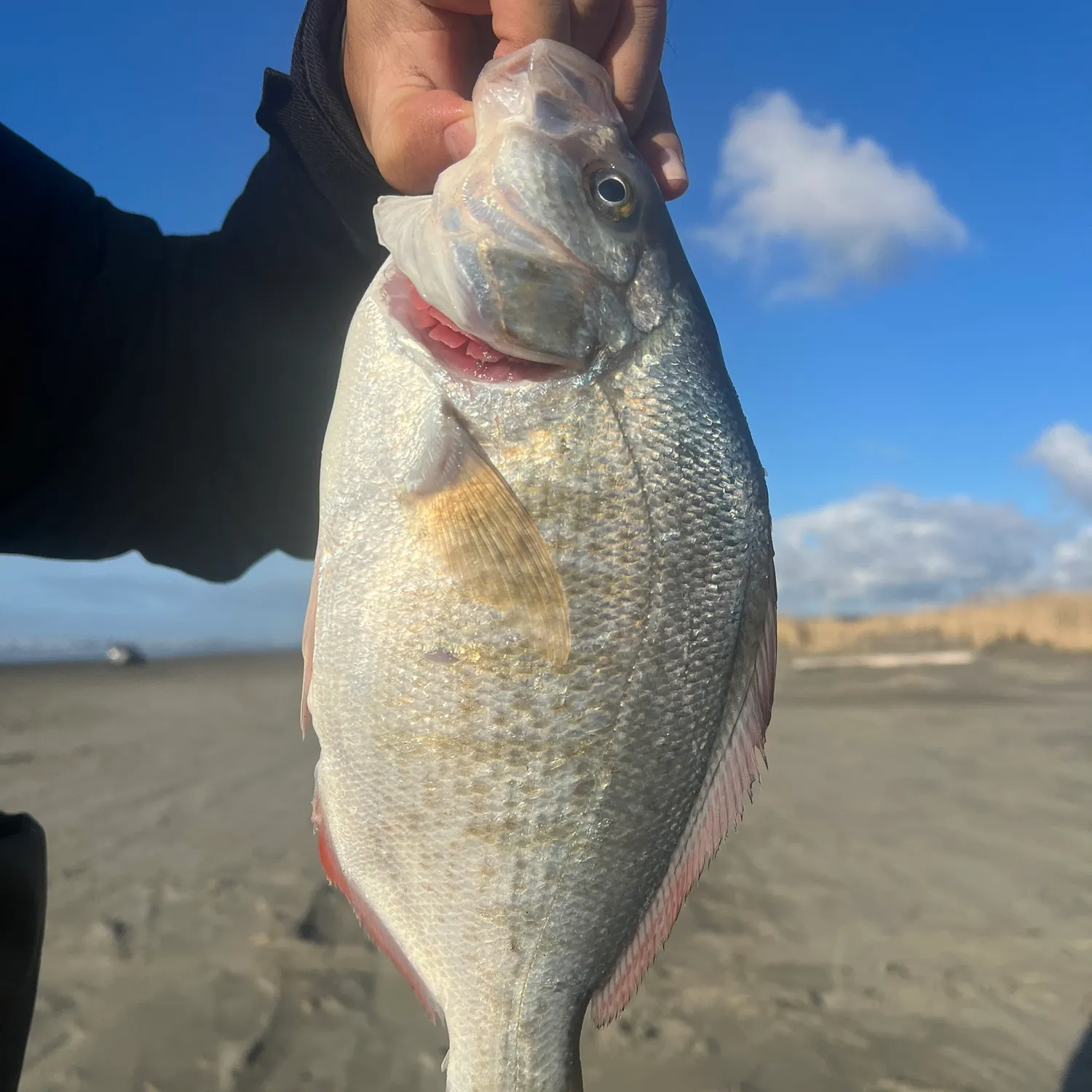 The most popular recent Redtail surfperch catch on Fishbrain