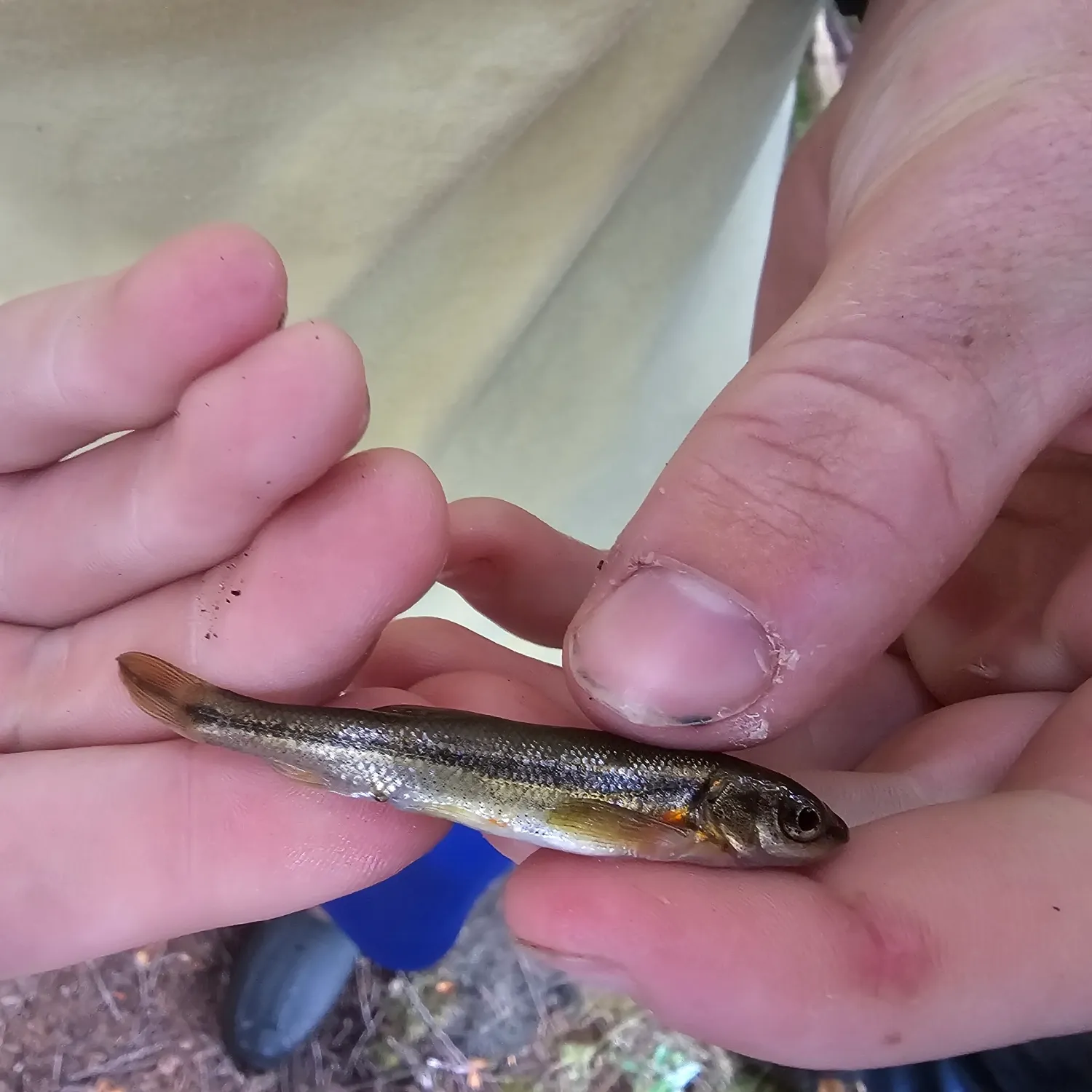 The most popular recent Lake chub catch on Fishbrain