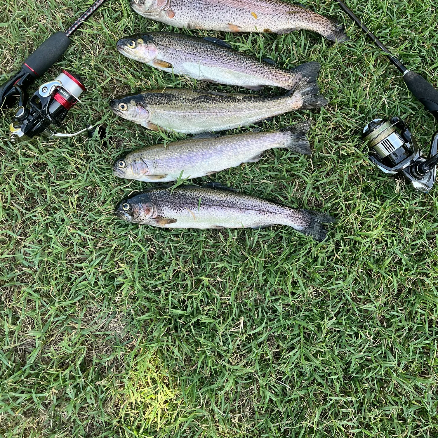 recently logged catches