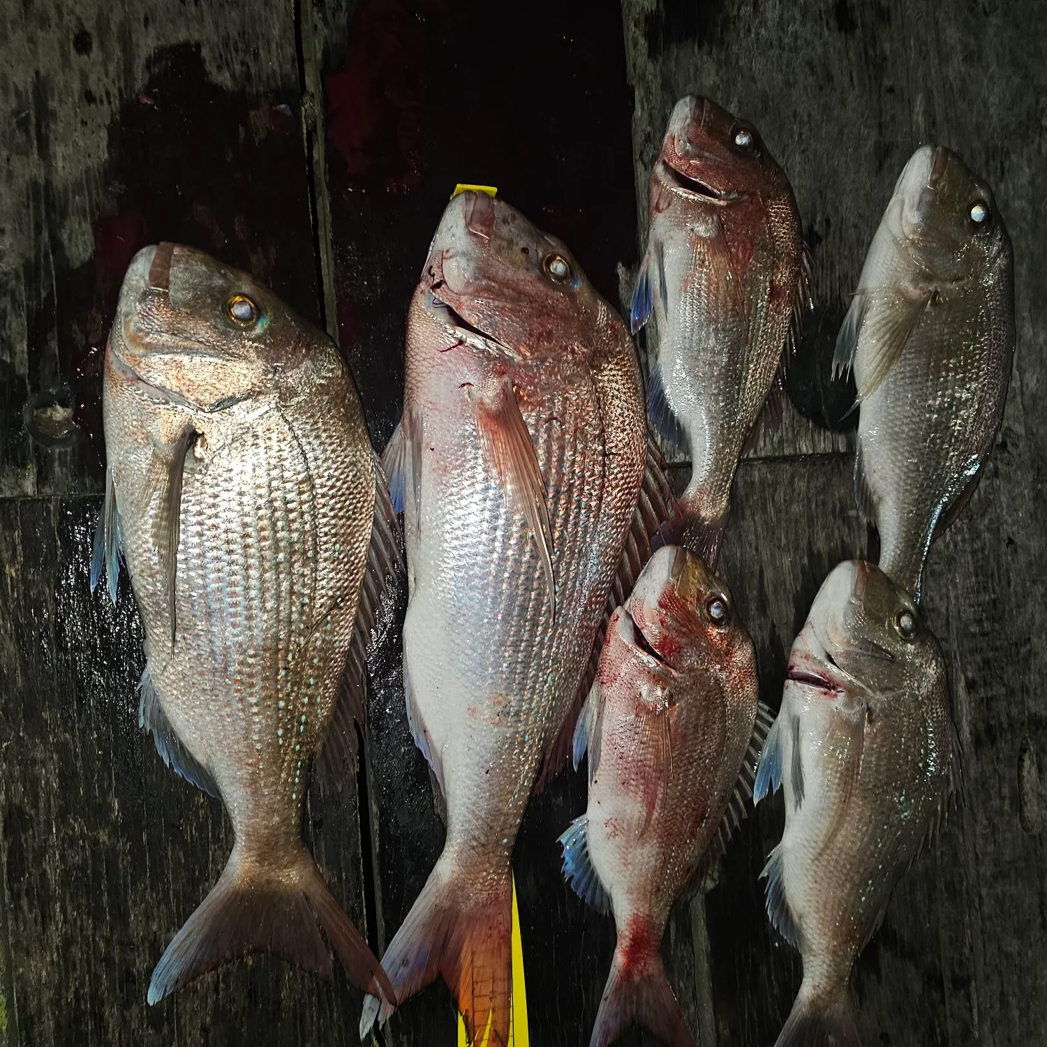 recently logged catches