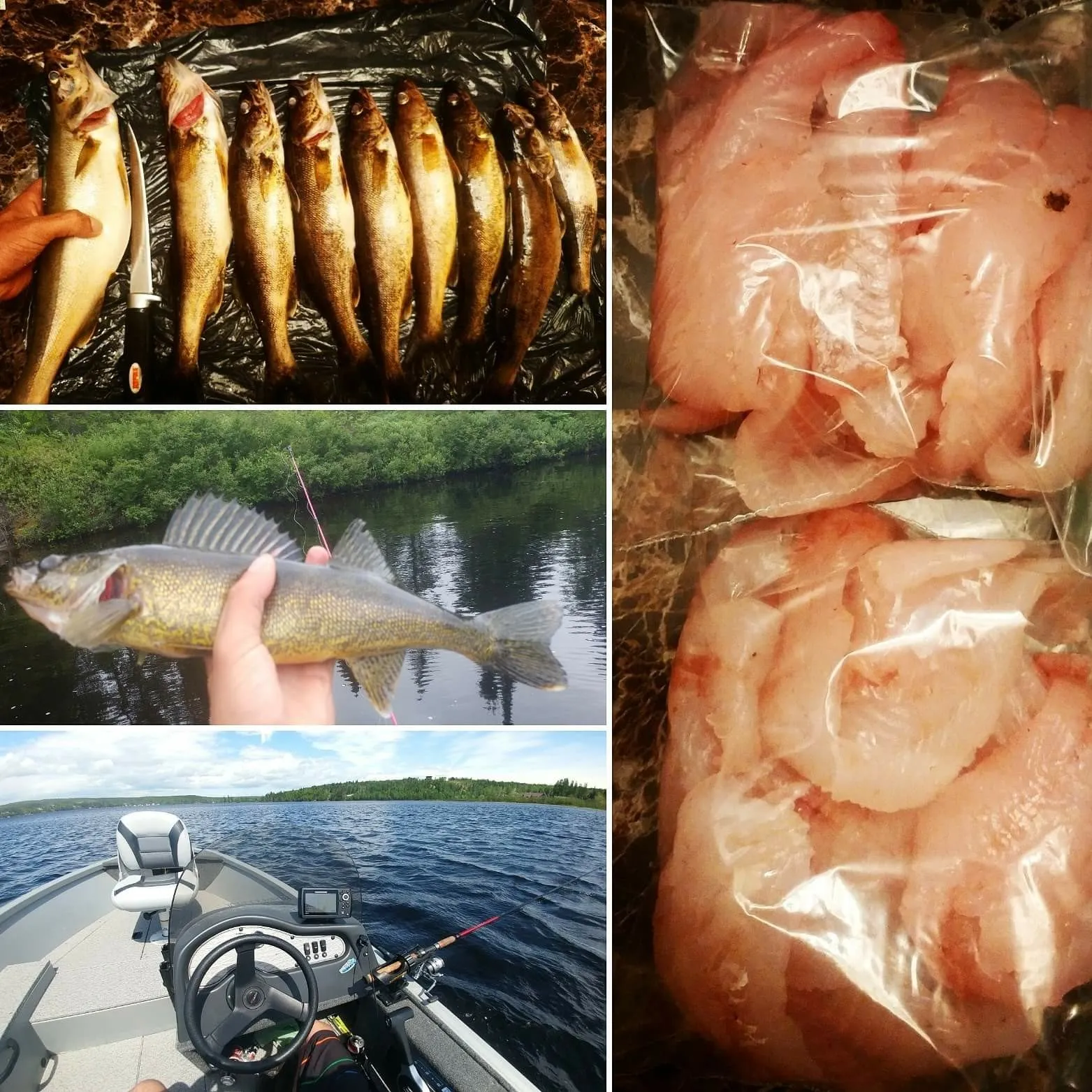 recently logged catches