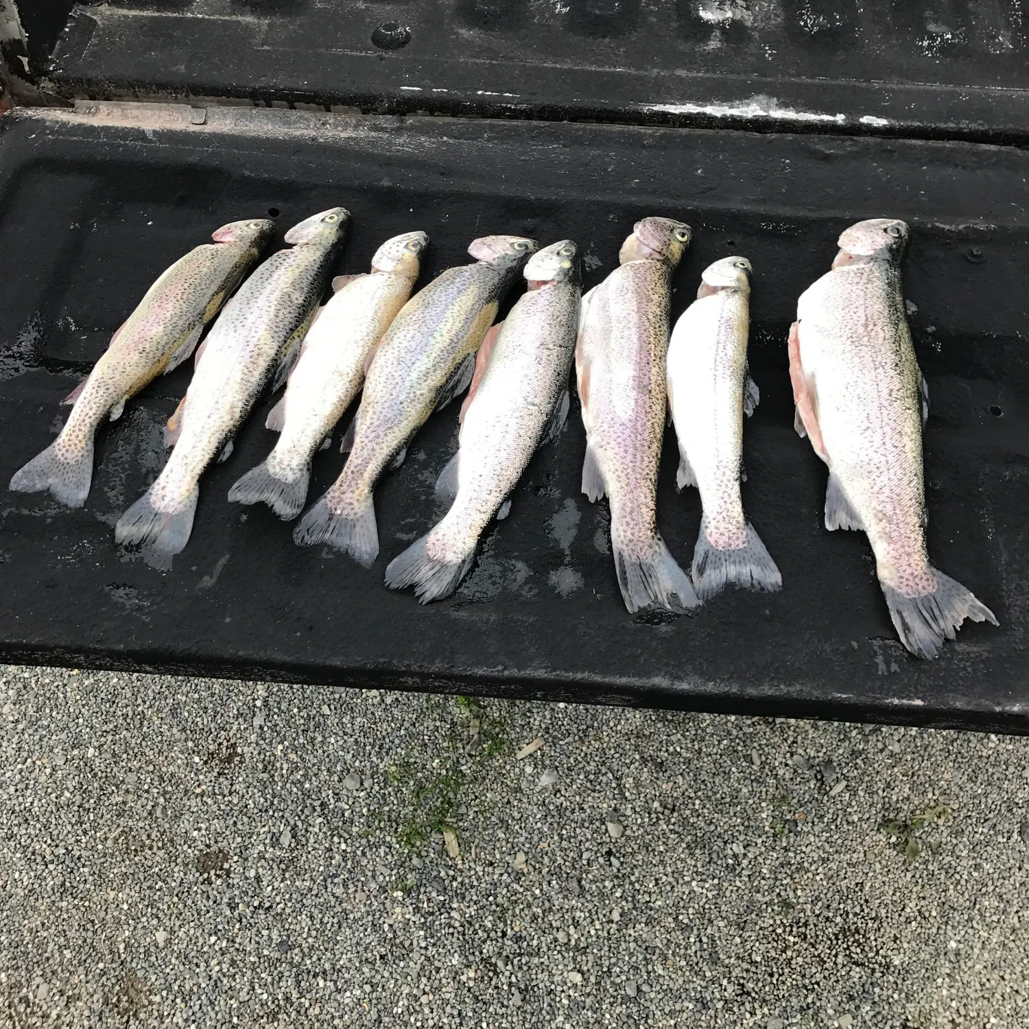 recently logged catches