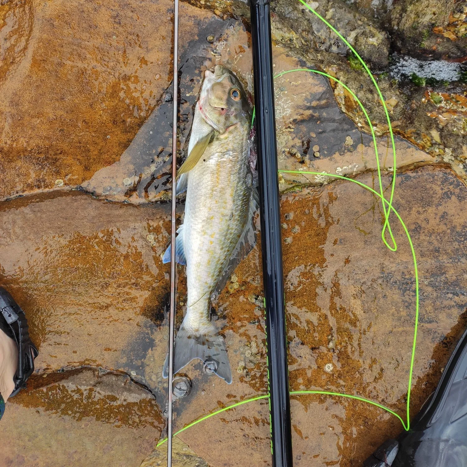 The most popular recent Dusky morwong catch on Fishbrain