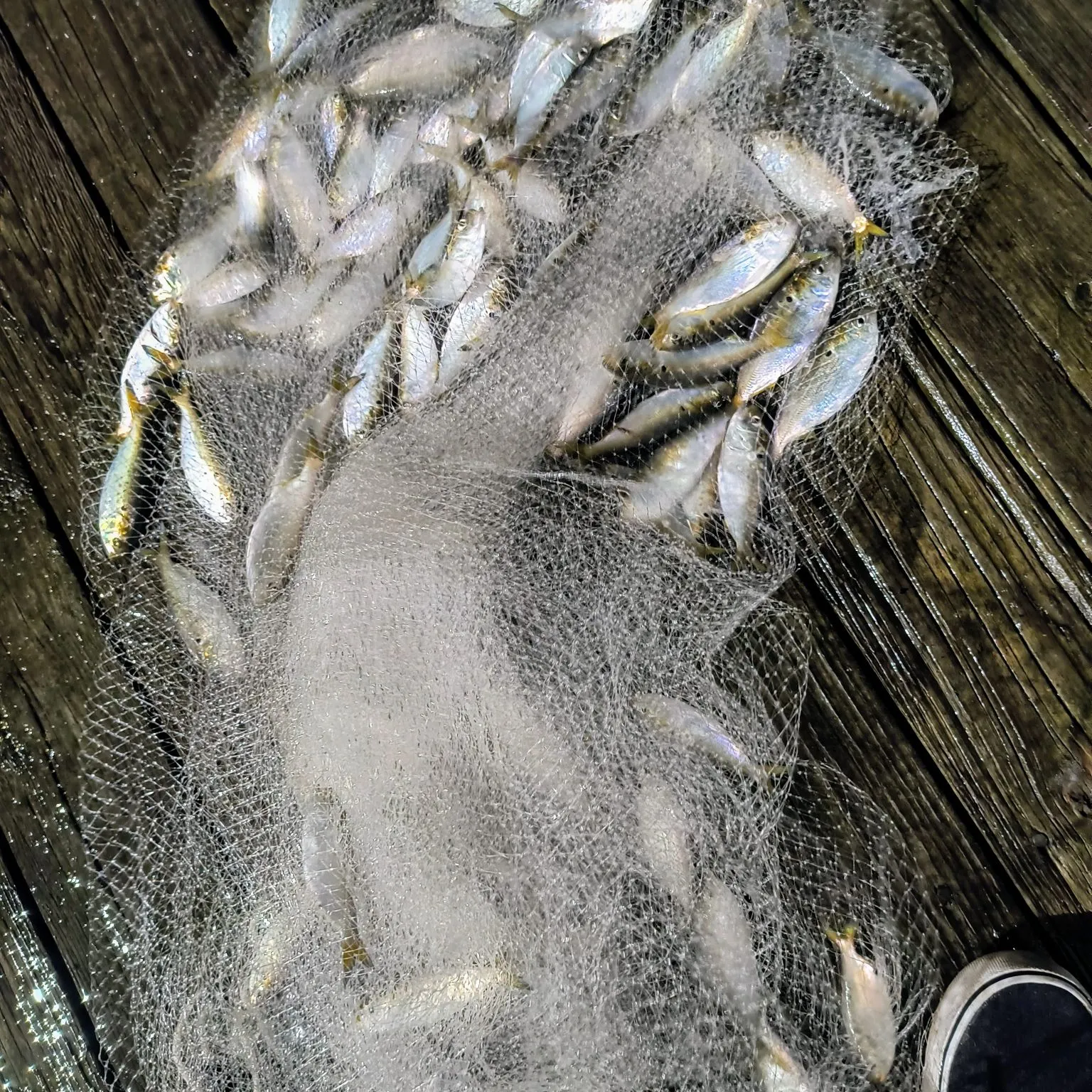 The most popular recent Atlantic menhaden catch on Fishbrain