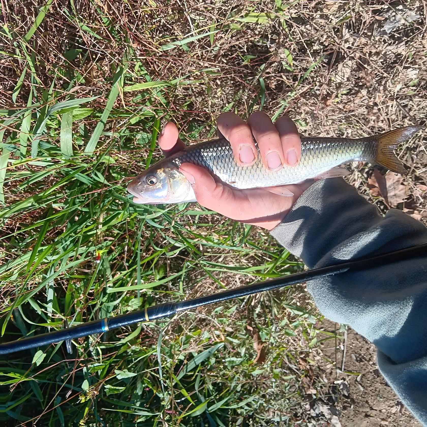 The most popular recent Western creek chubsucker catch on Fishbrain