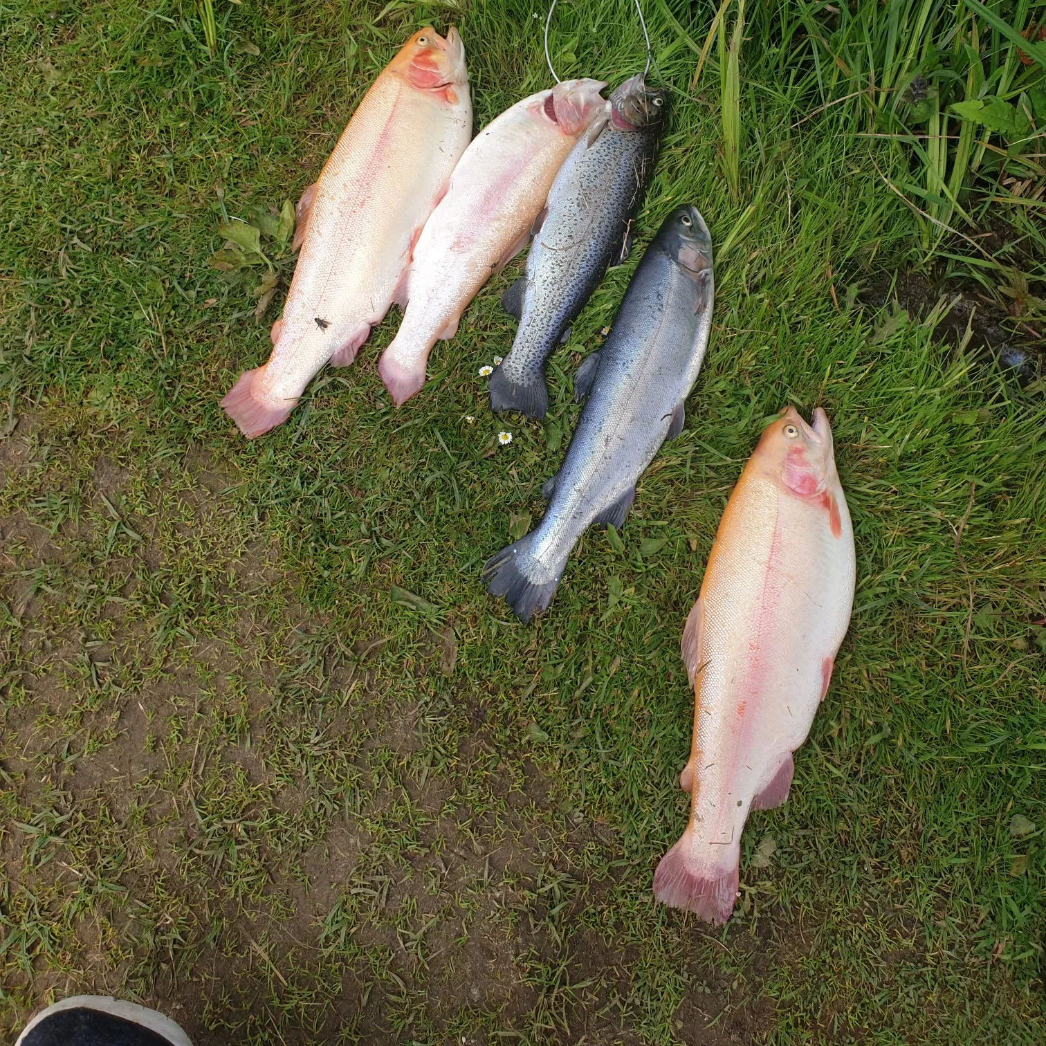 recently logged catches