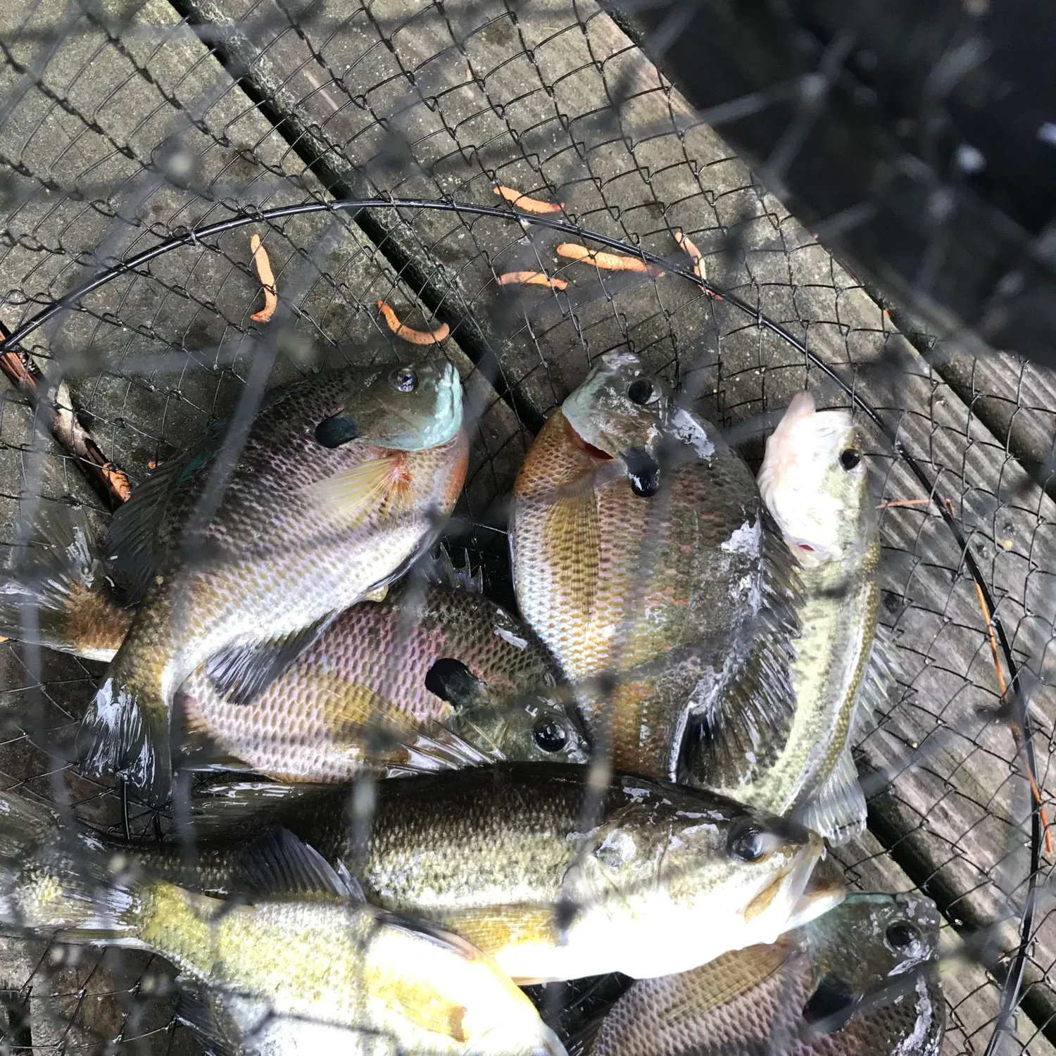 recently logged catches