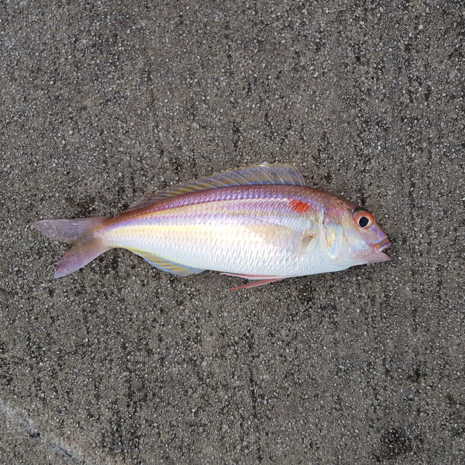 The most popular recent Golden threadfin bream catch on Fishbrain