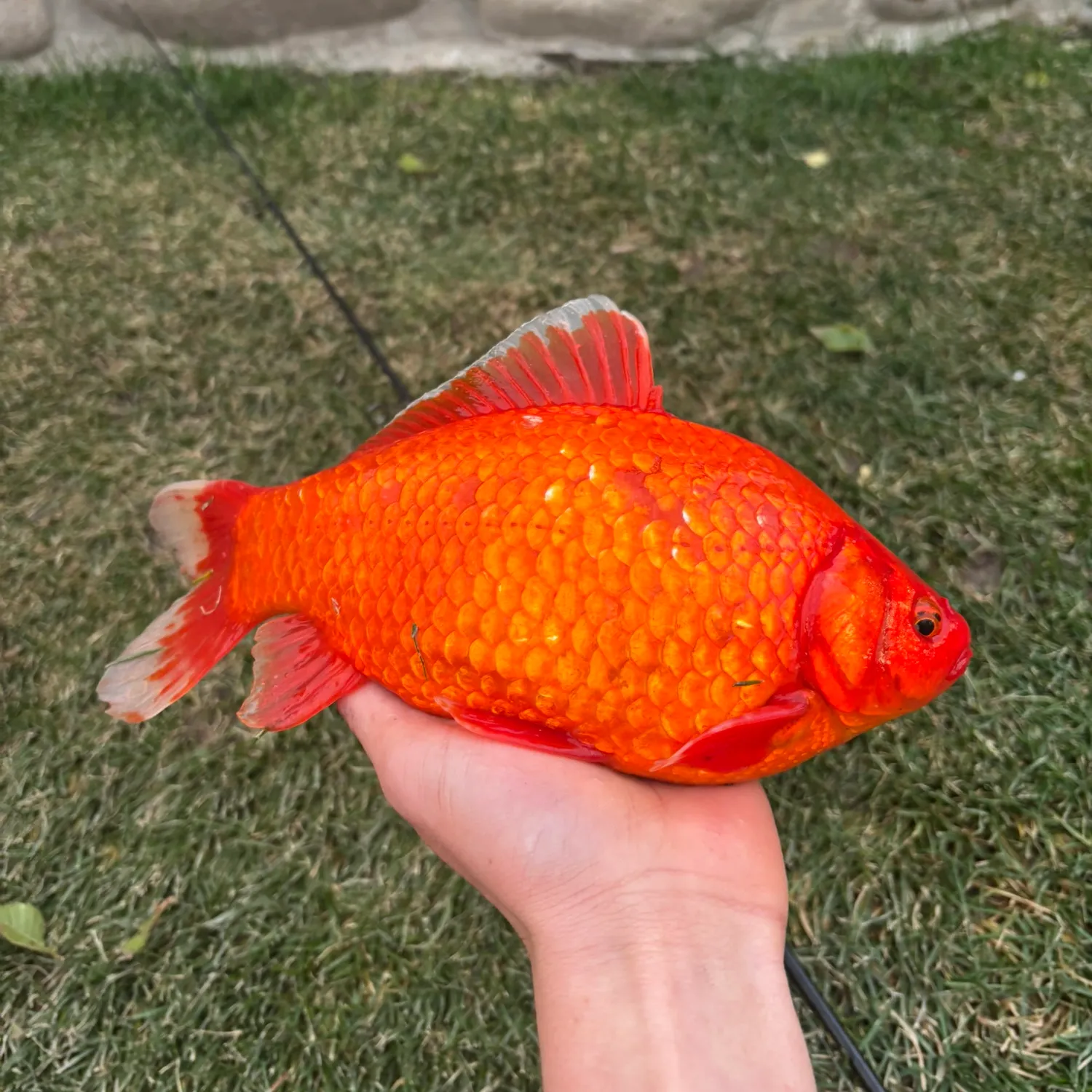 The most popular recent Goldfish catch on Fishbrain