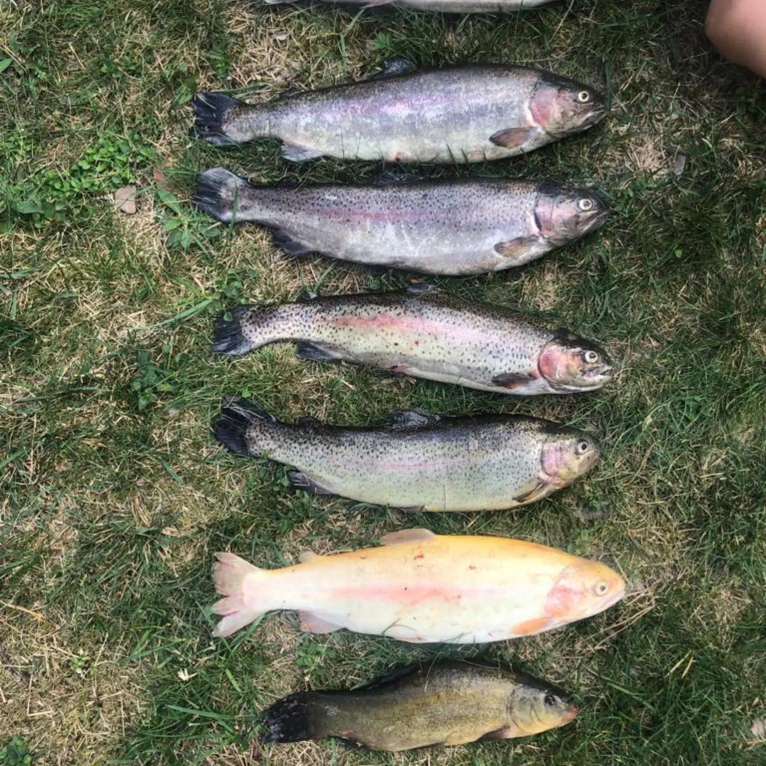 recently logged catches