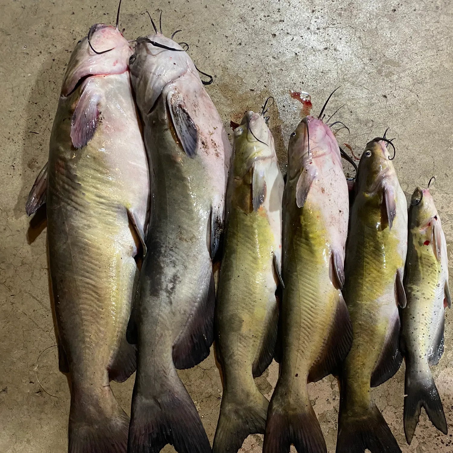 recently logged catches