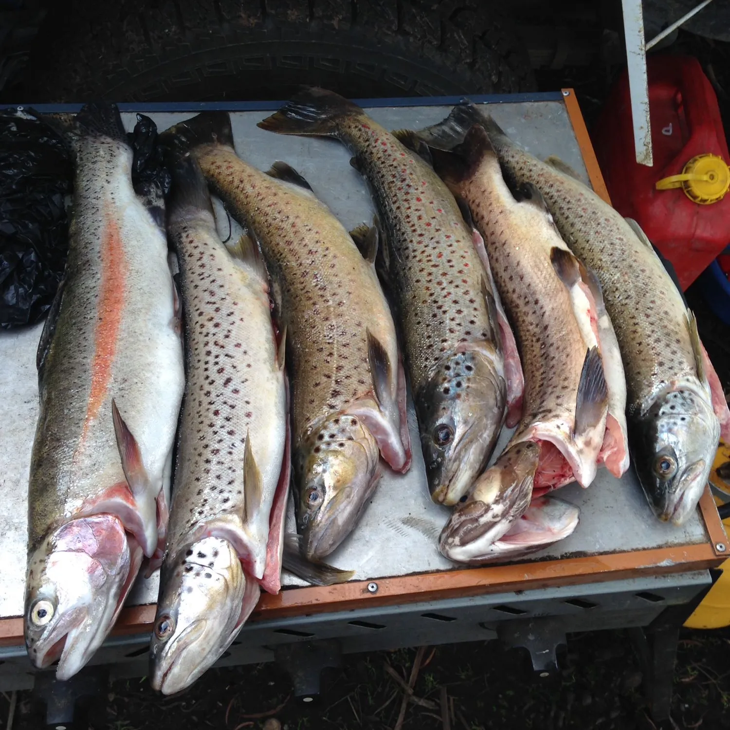 recently logged catches