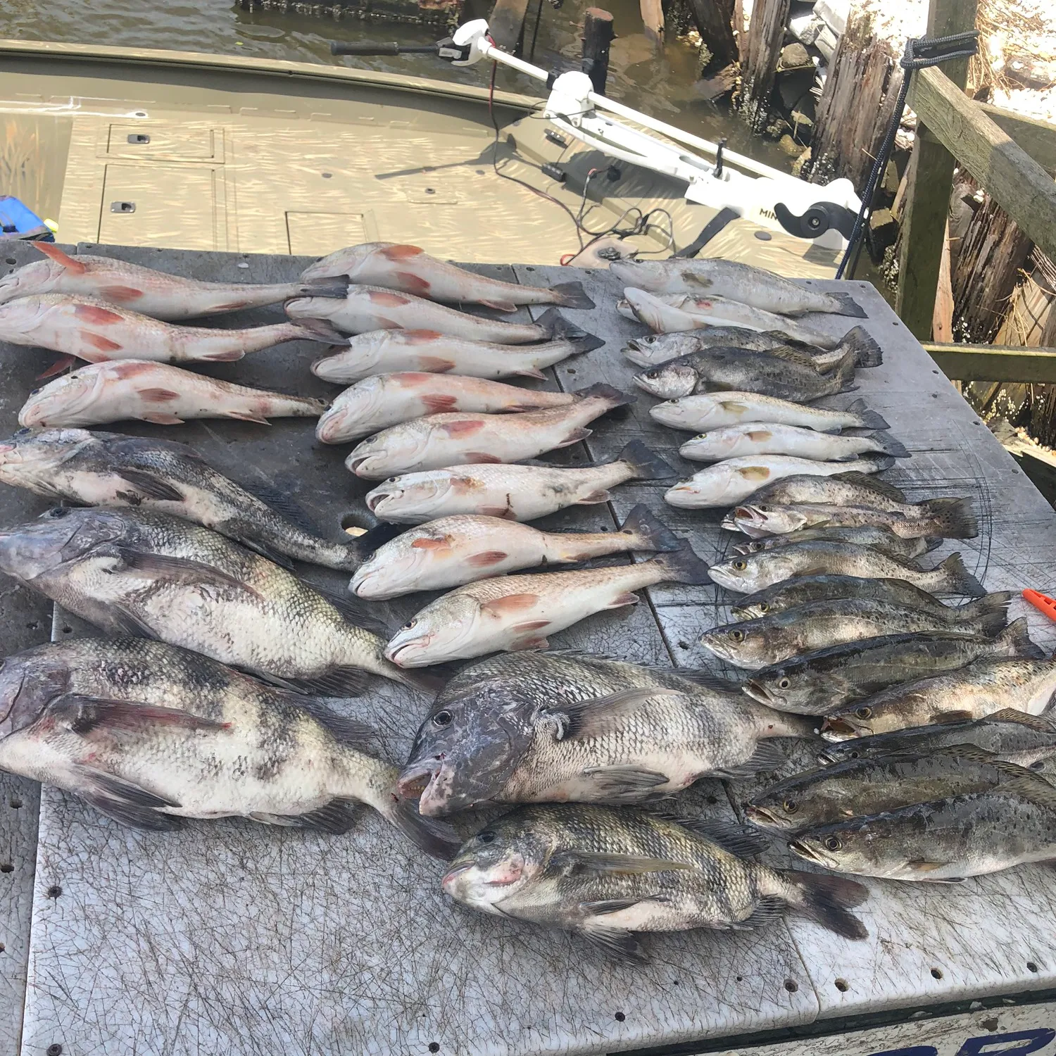 recently logged catches