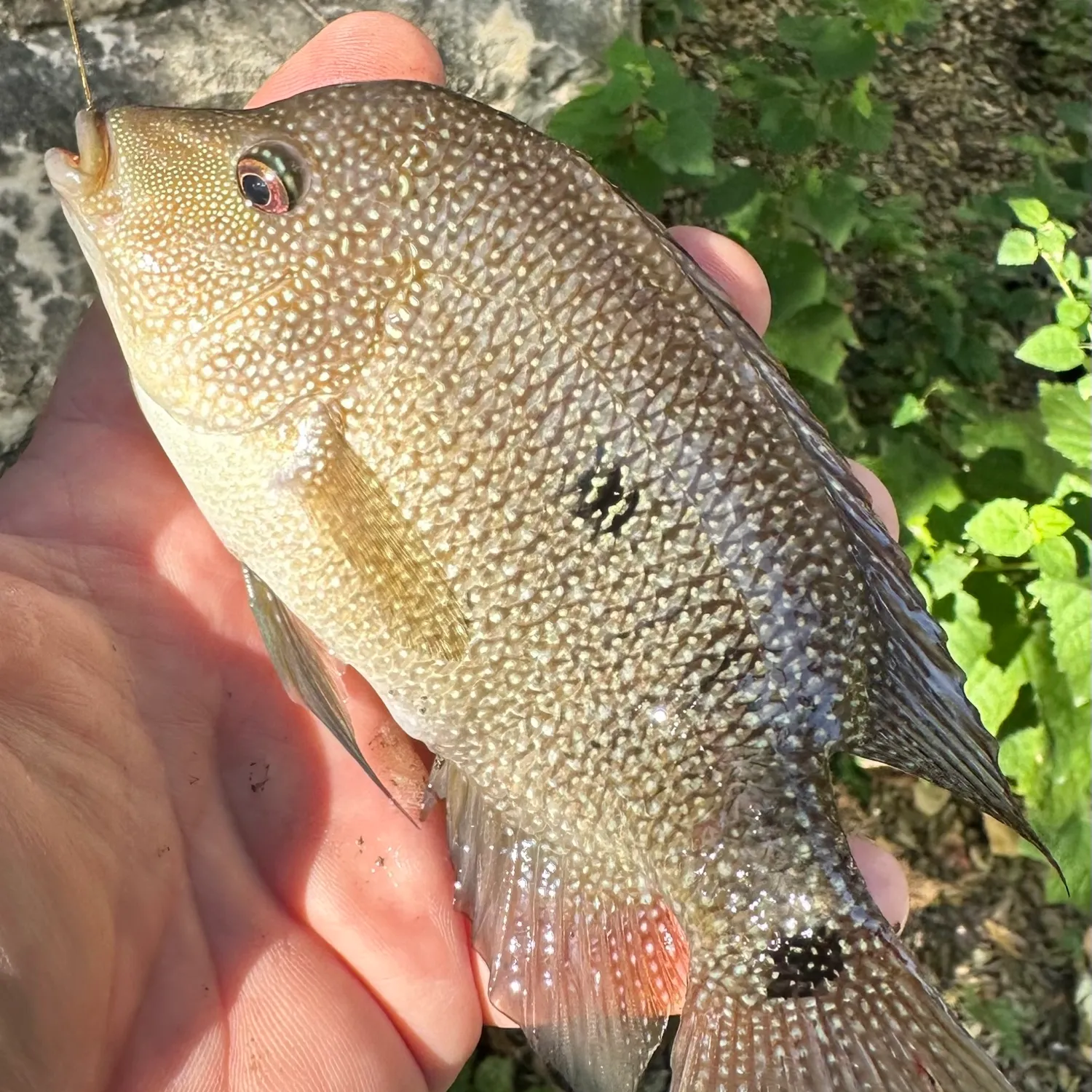 The most popular recent Rio Grande cichlid catch on Fishbrain