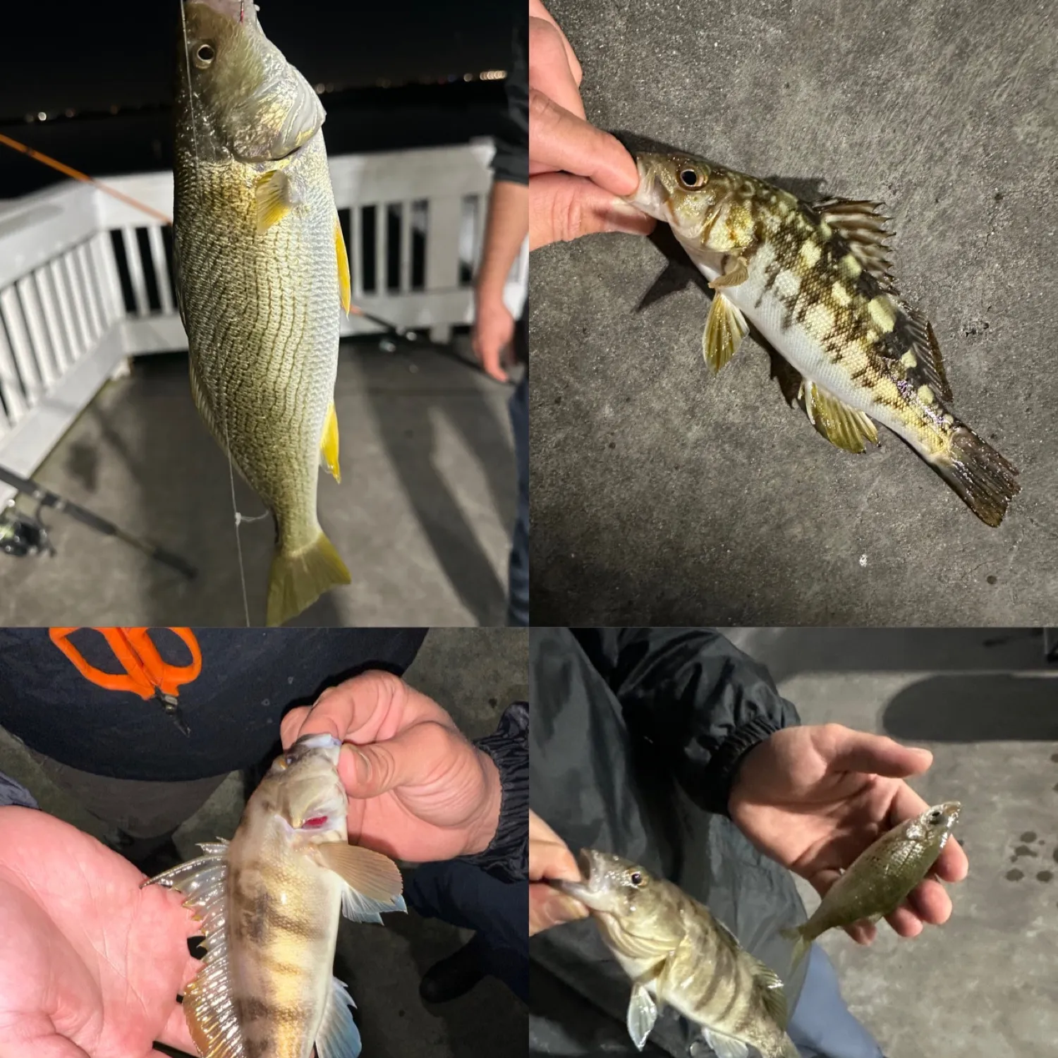 recently logged catches