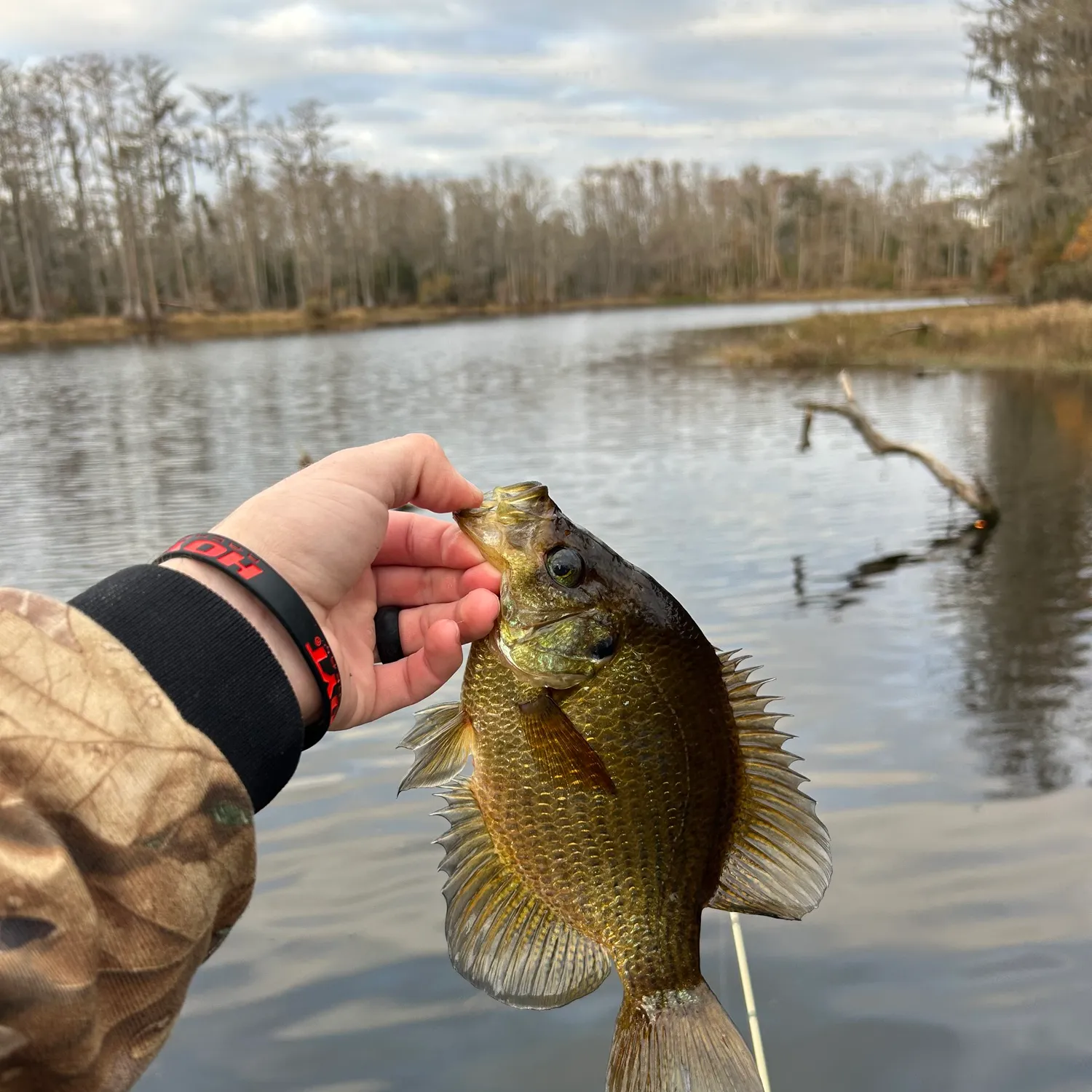 The most popular recent Flier bream catch on Fishbrain