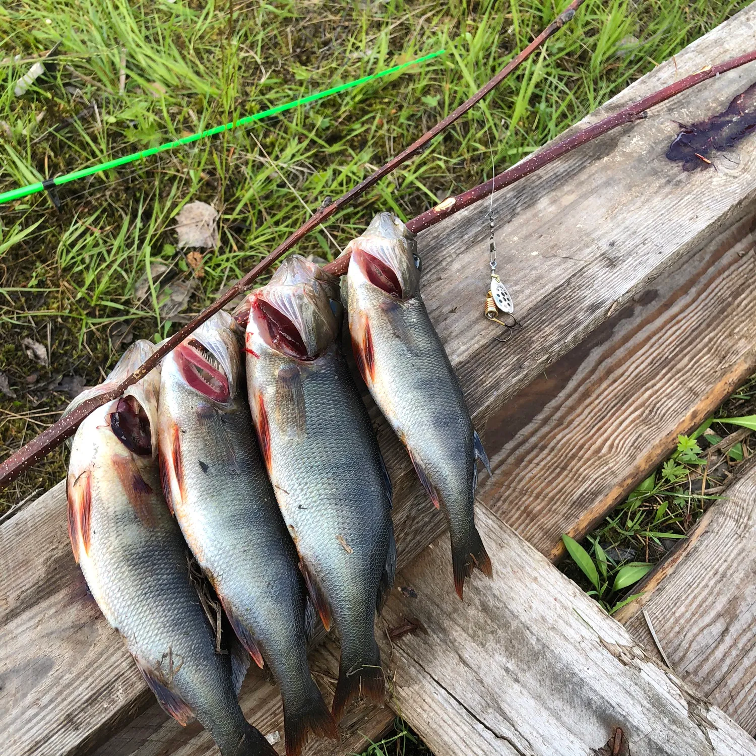 recently logged catches